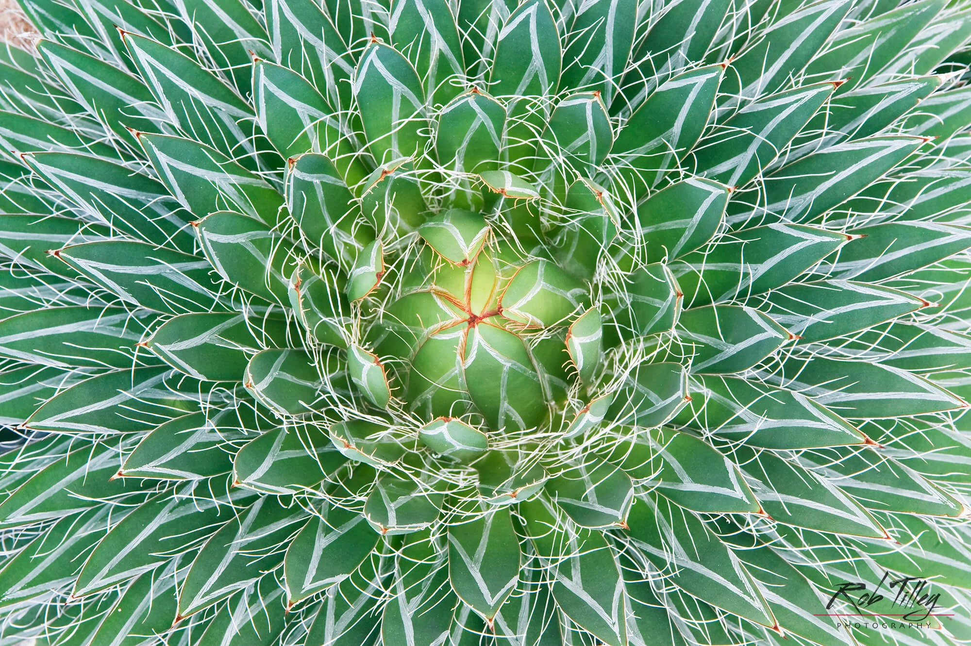 Agave III.jpg