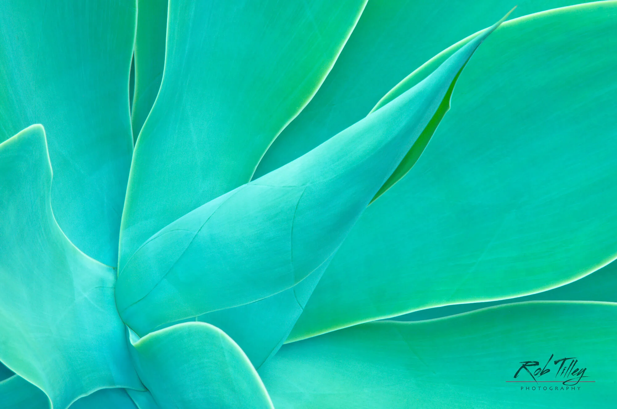 Agave IV.jpg