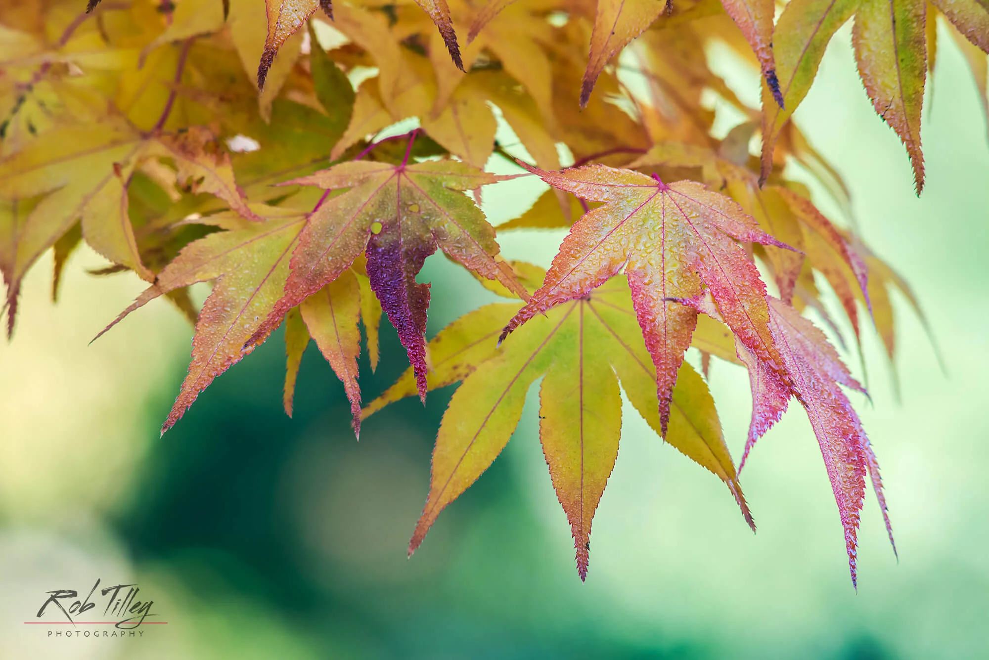Autumn Leaves II.jpg