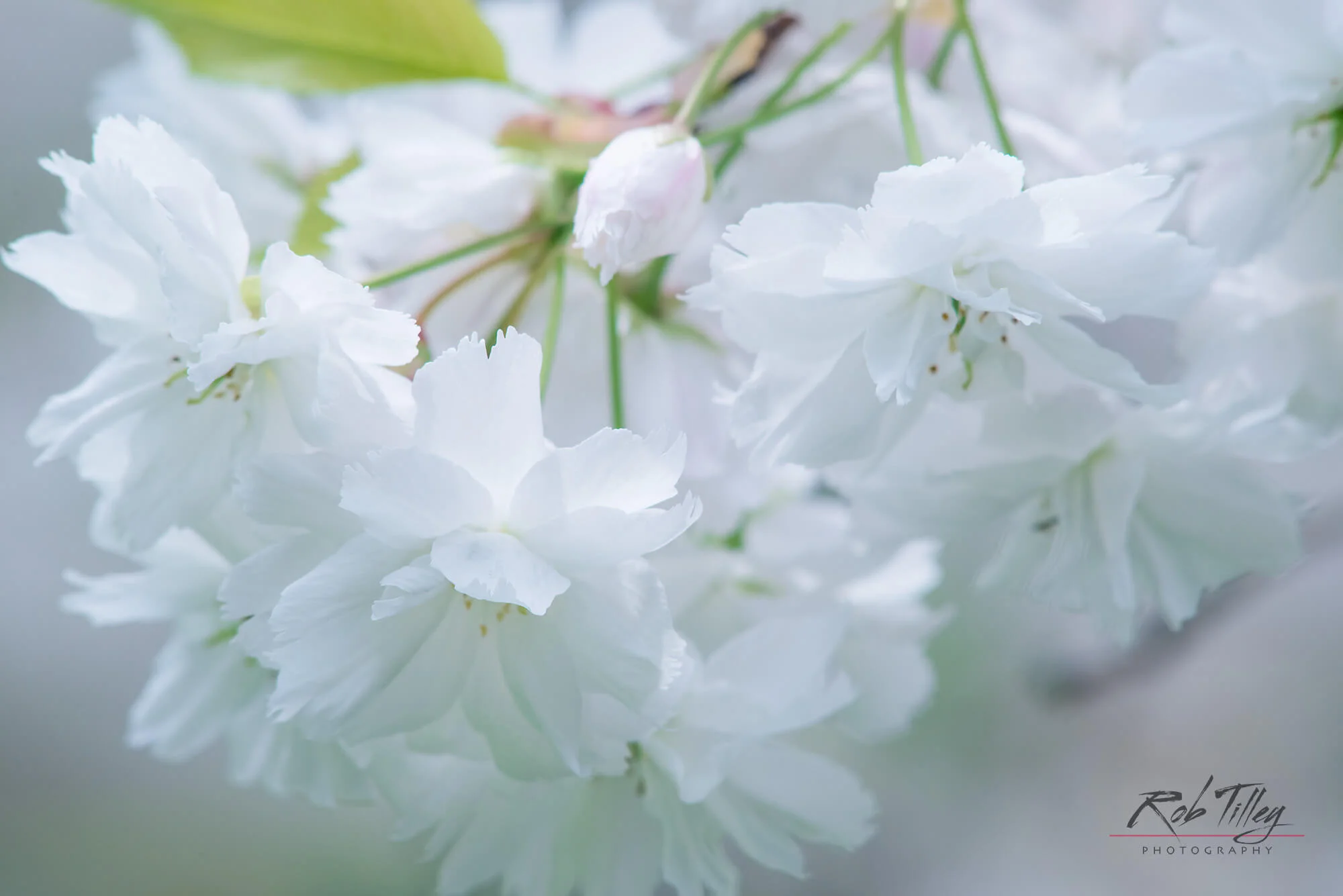 Cherry Blossoms.jpg