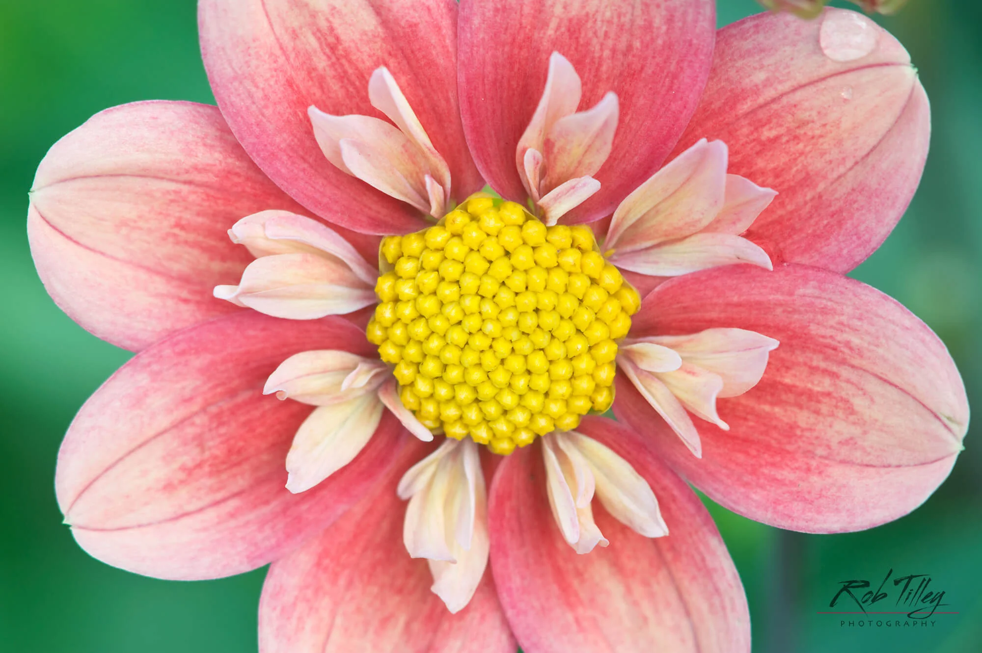 Dahlia II.jpg