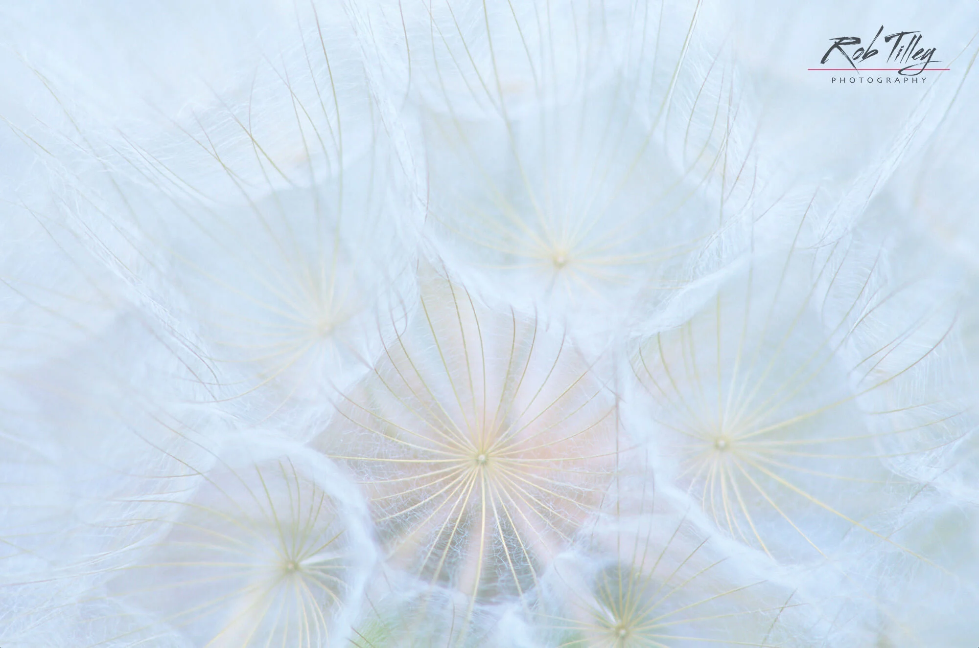 Goatsbeard Seedpod.jpg