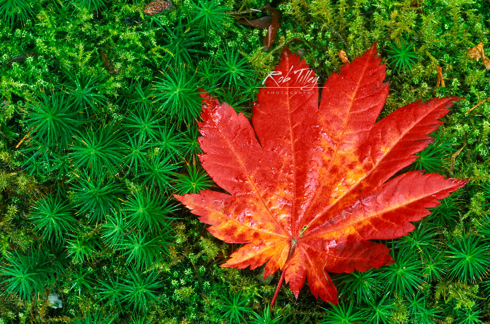 Japanese Maple Leaf on Moss.jpg