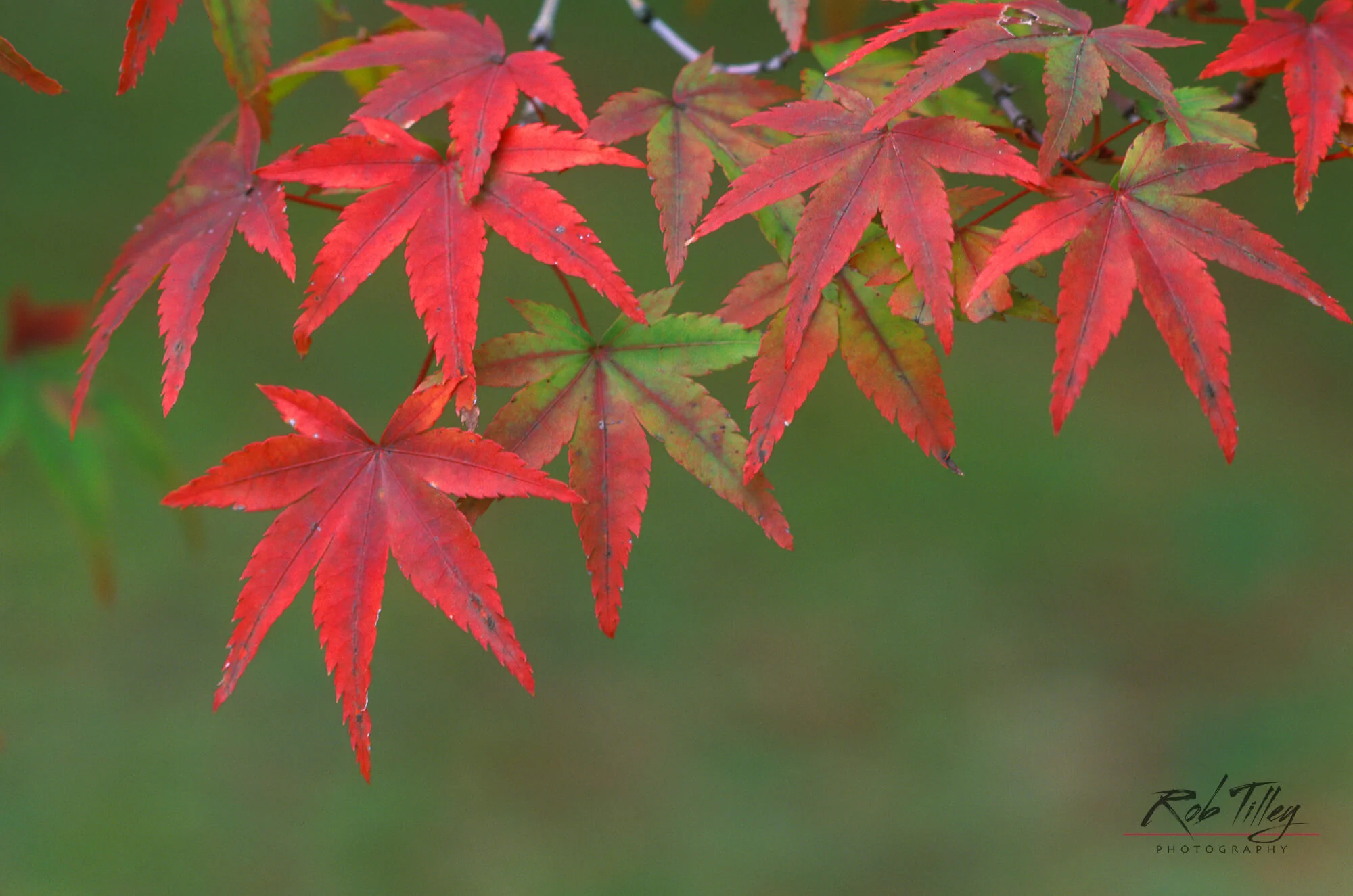 Japanese Maple Leaves.jpg
