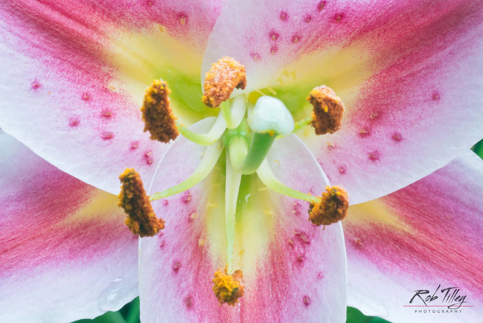 Lily I.jpg