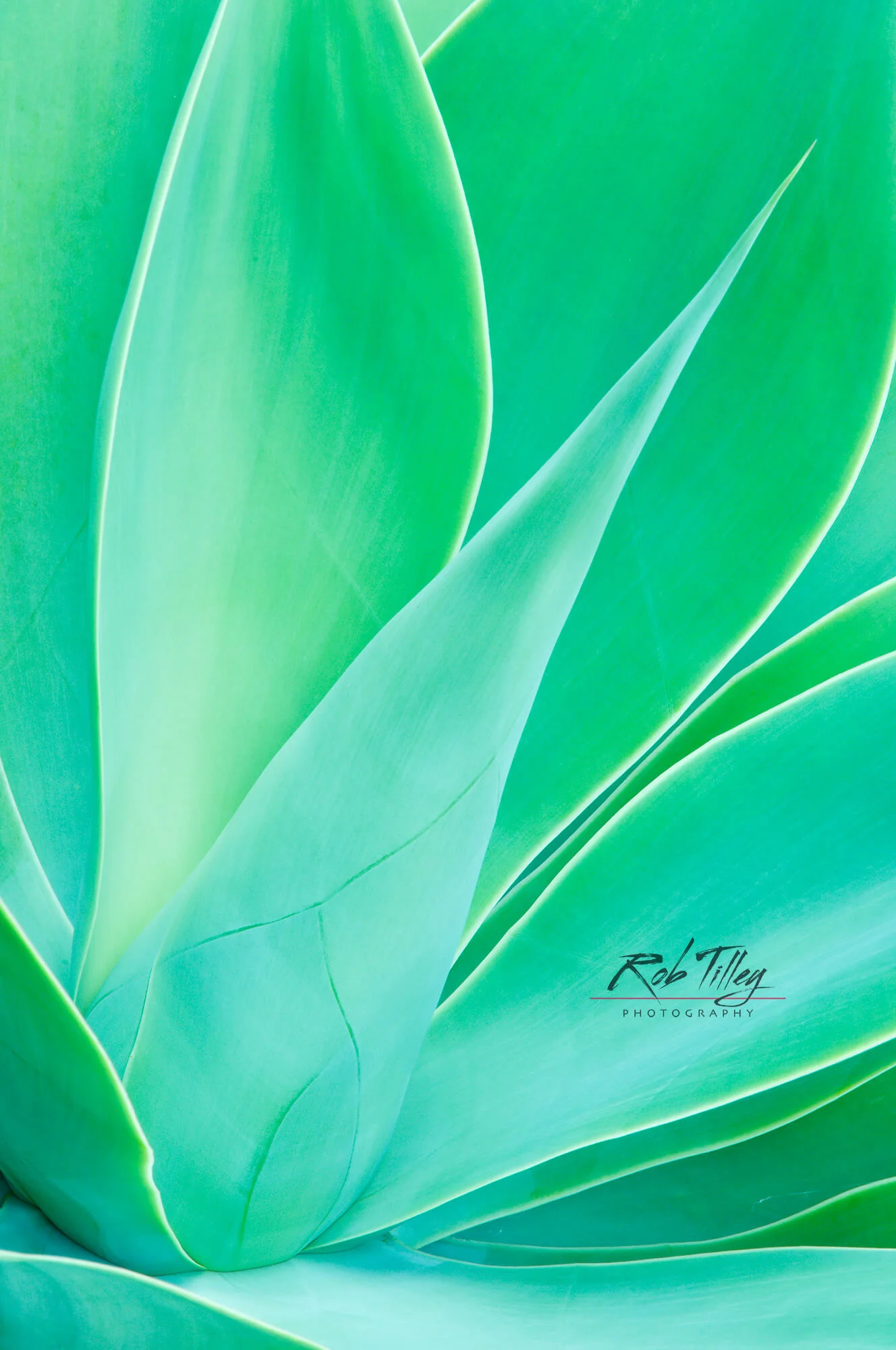Agave VIII.jpg