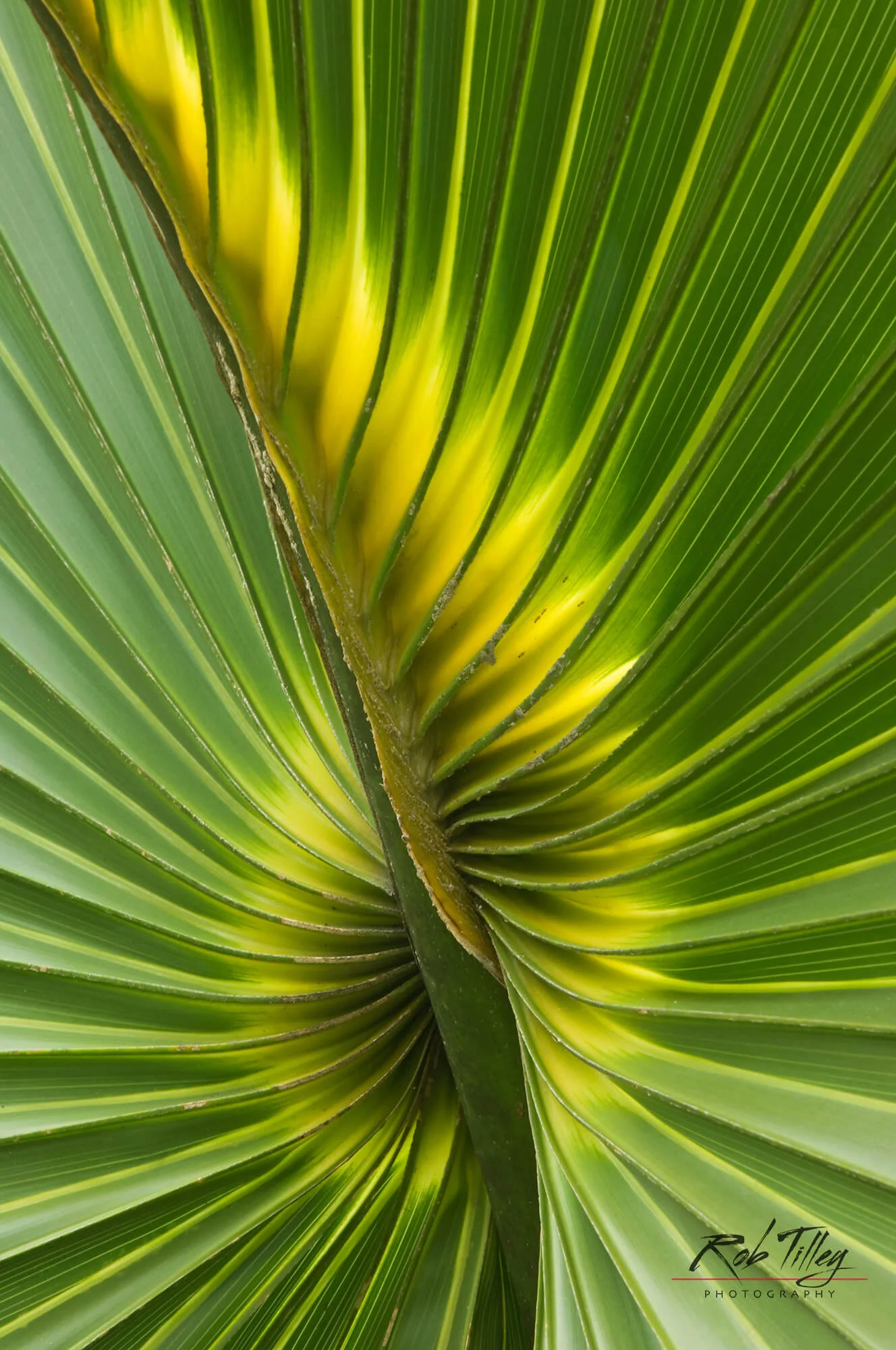 Cabbage Palmetto II.jpg