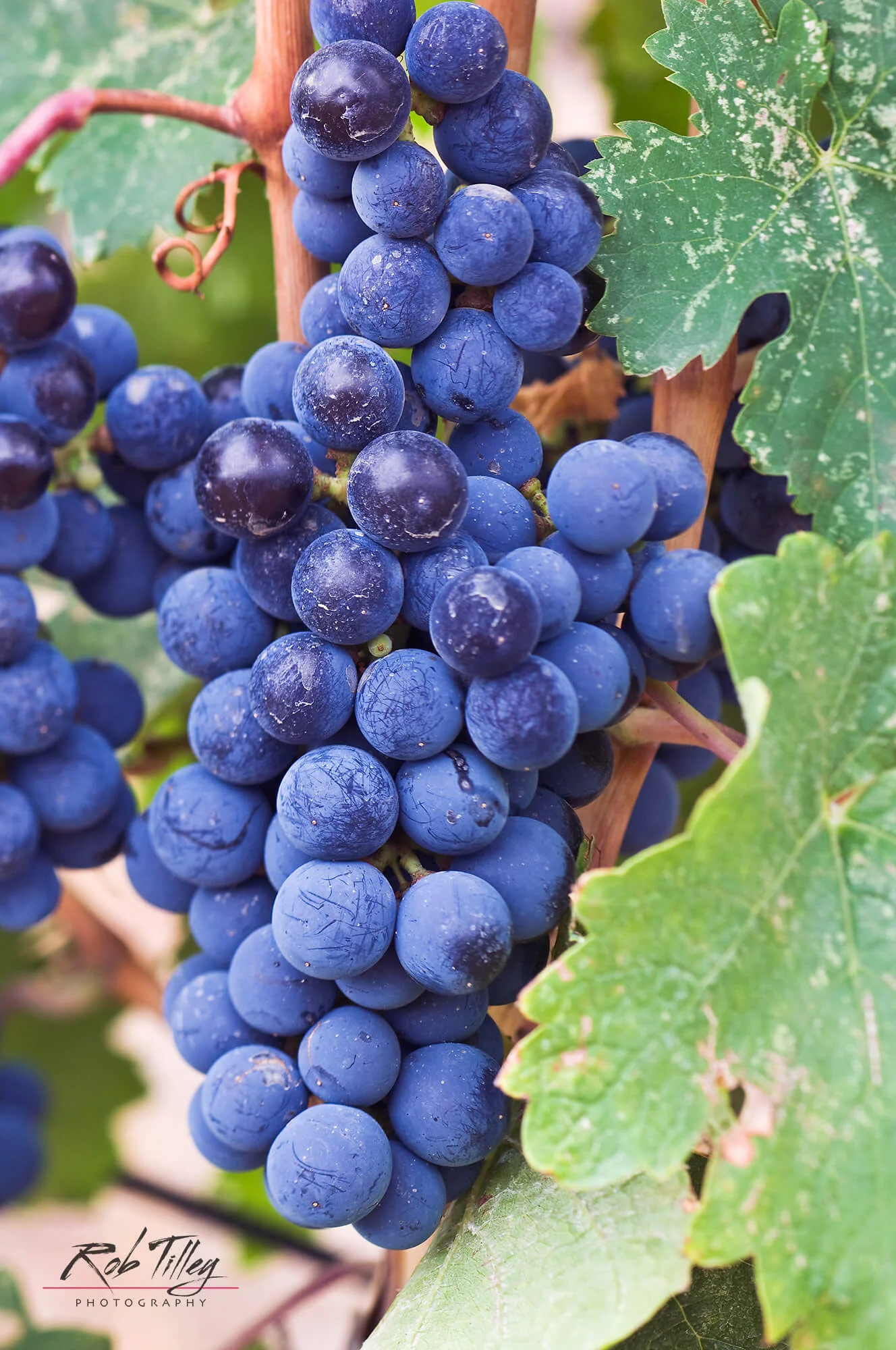 Cabernet Franc Grapes.jpg