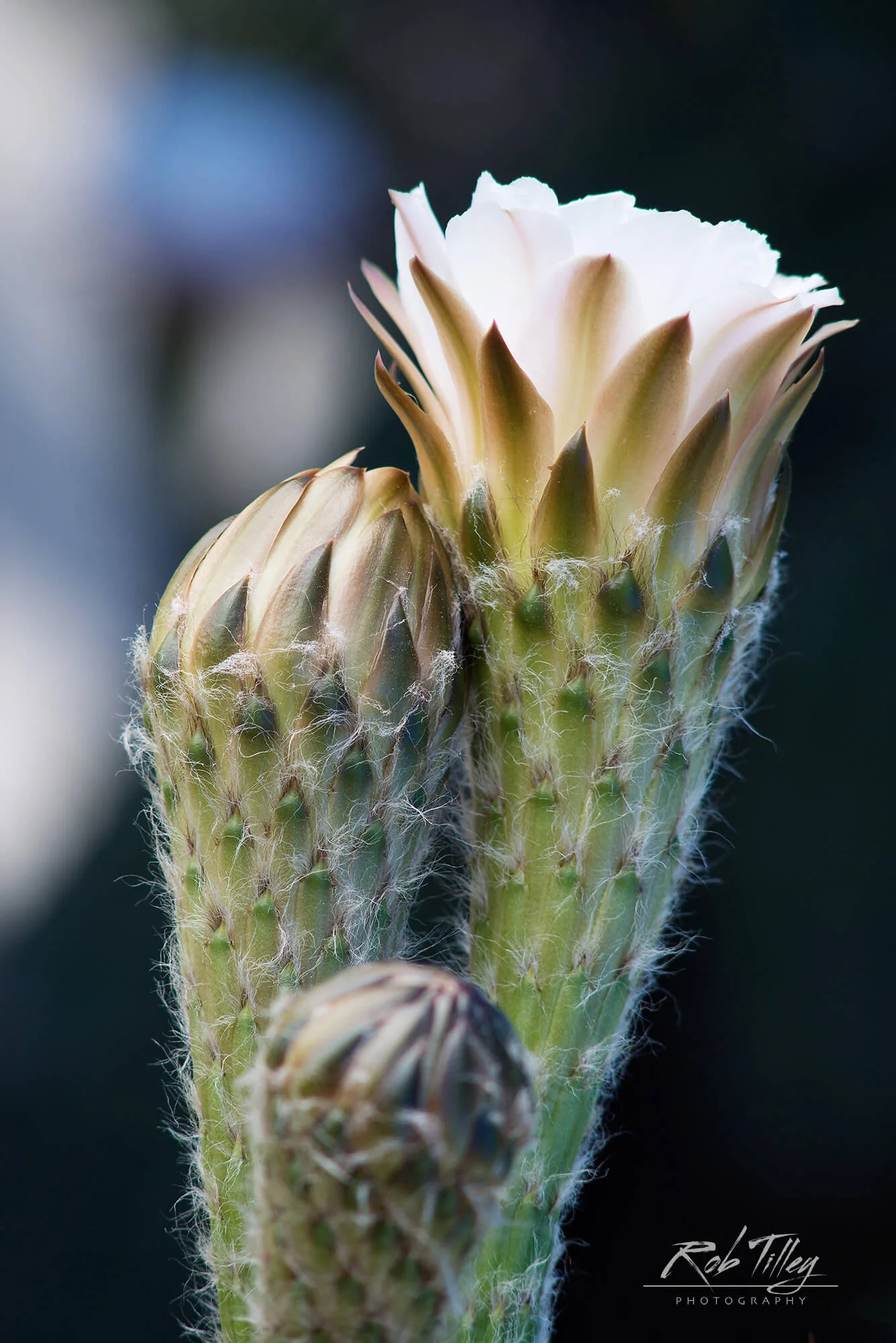 Cactus Flower.jpg