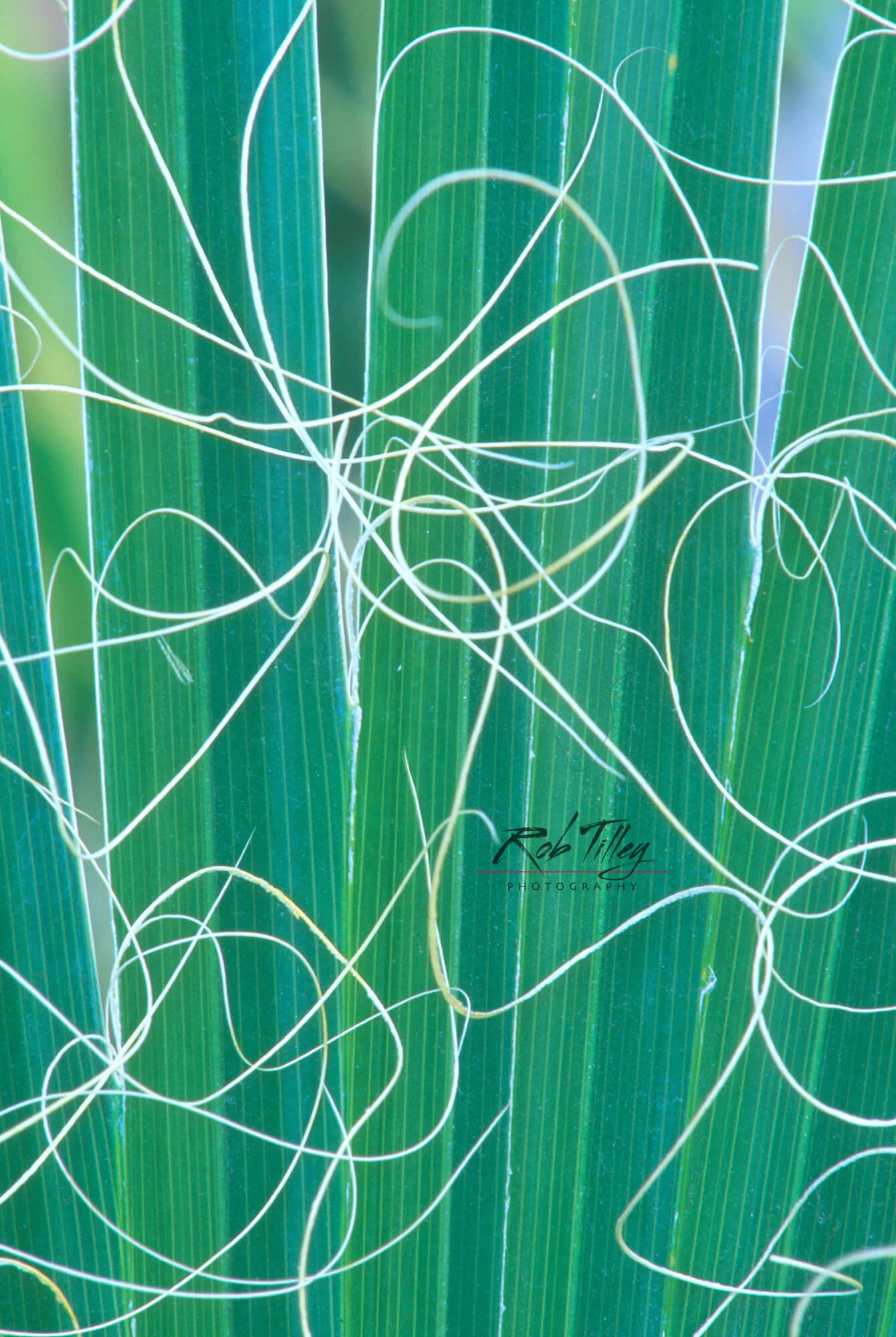 California Fan Palm II.jpg