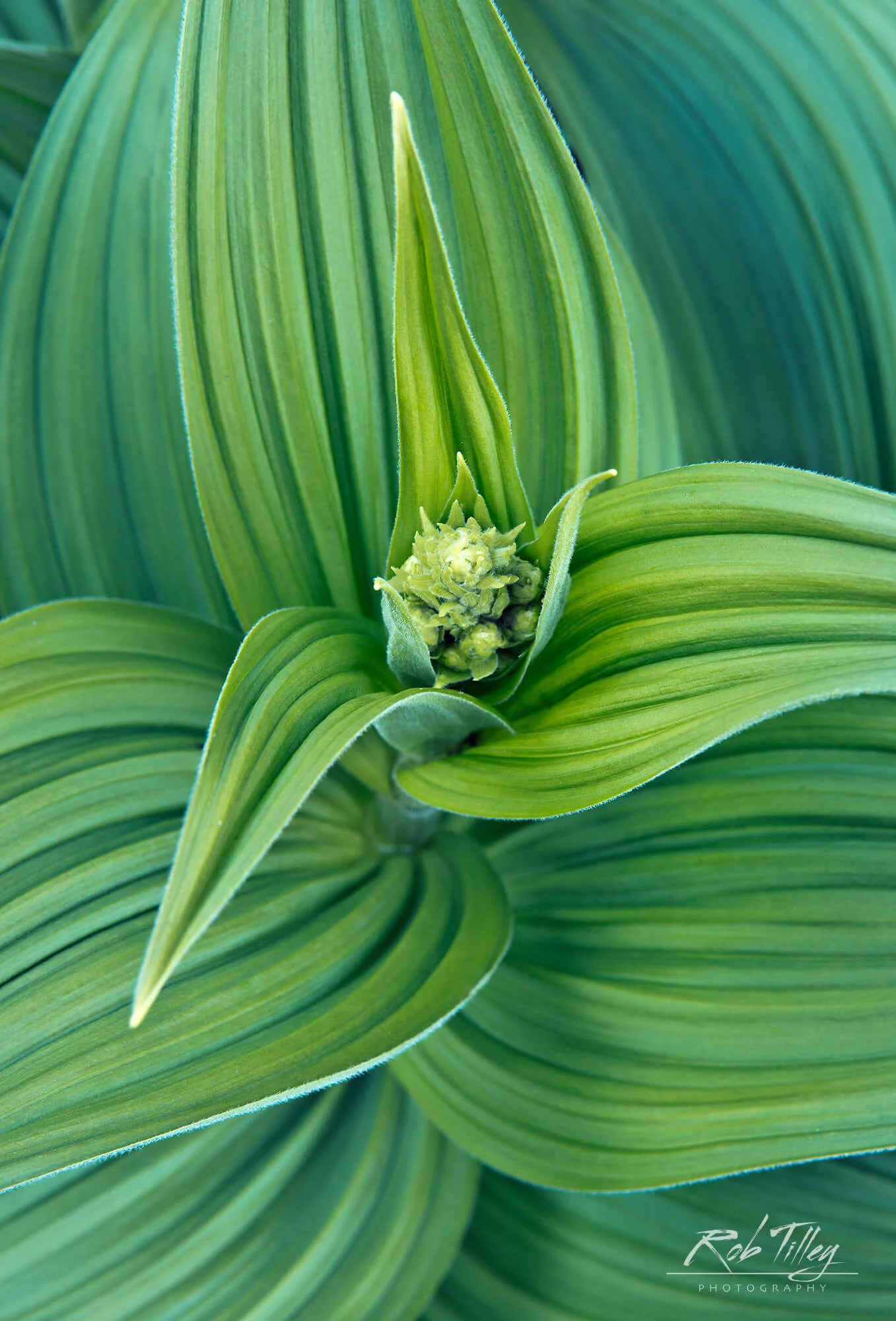 Corn Lily.jpg