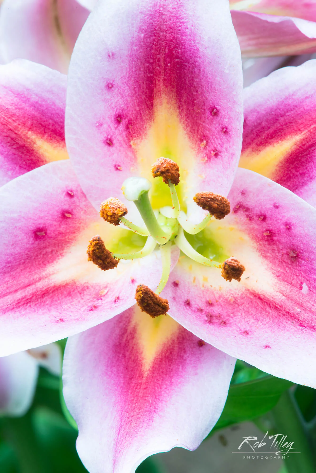 Lily II.jpg