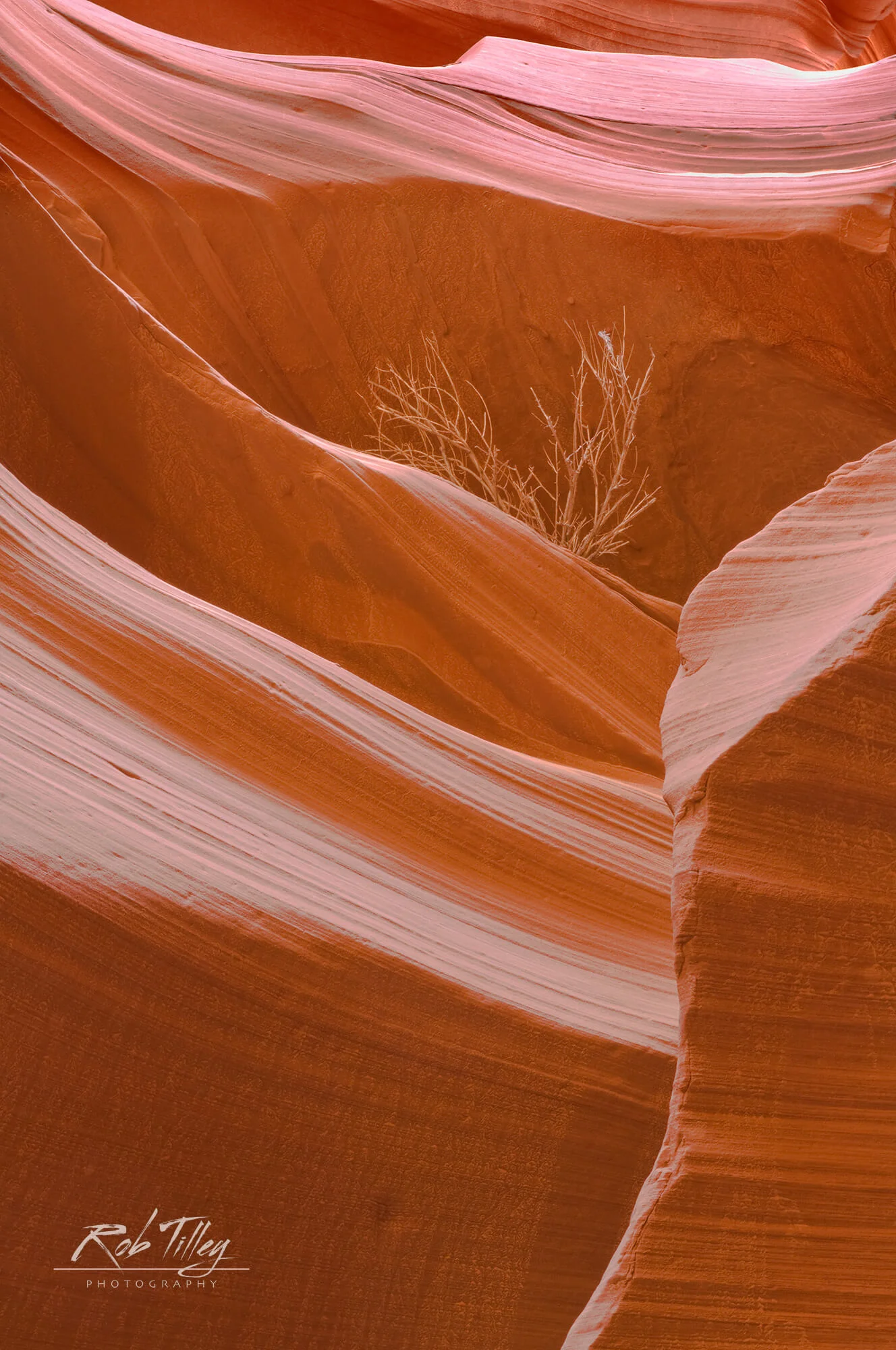 Slot Canyon Tumbleweed