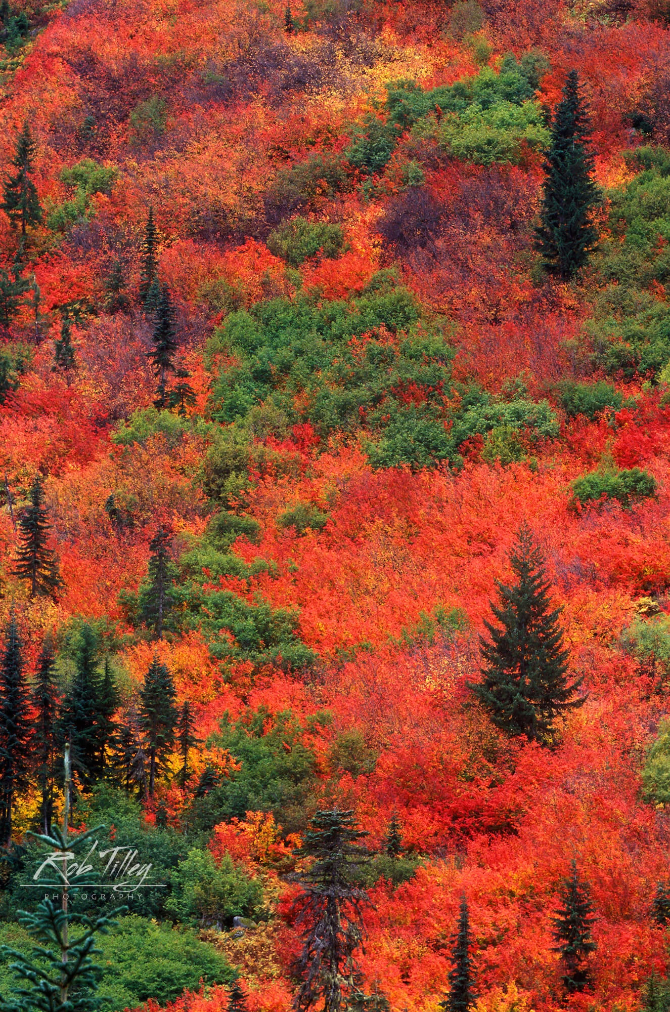 Steven's Pass Autumn Color