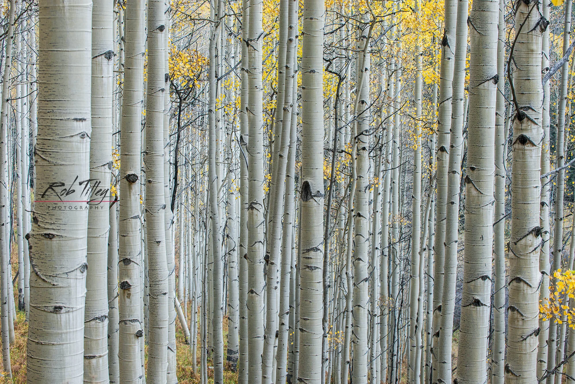 Aspen Trunks IV.jpg