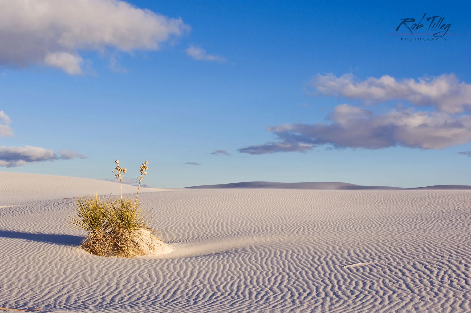 White Sands Yucca I.jpg