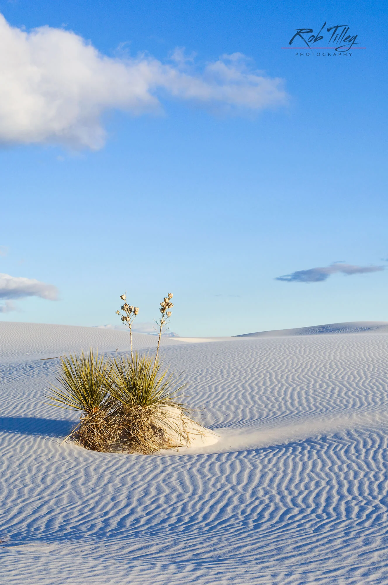 White Sands Yucca II.jpg