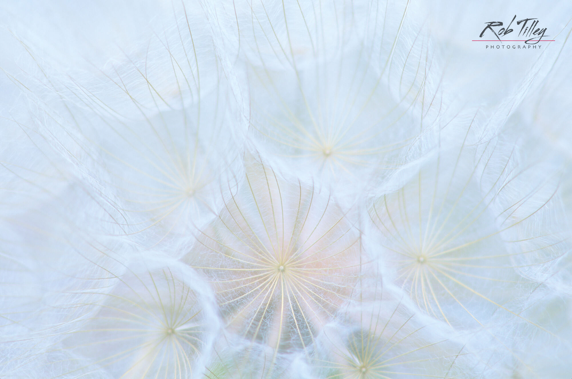 Goatsbeard Seedpod