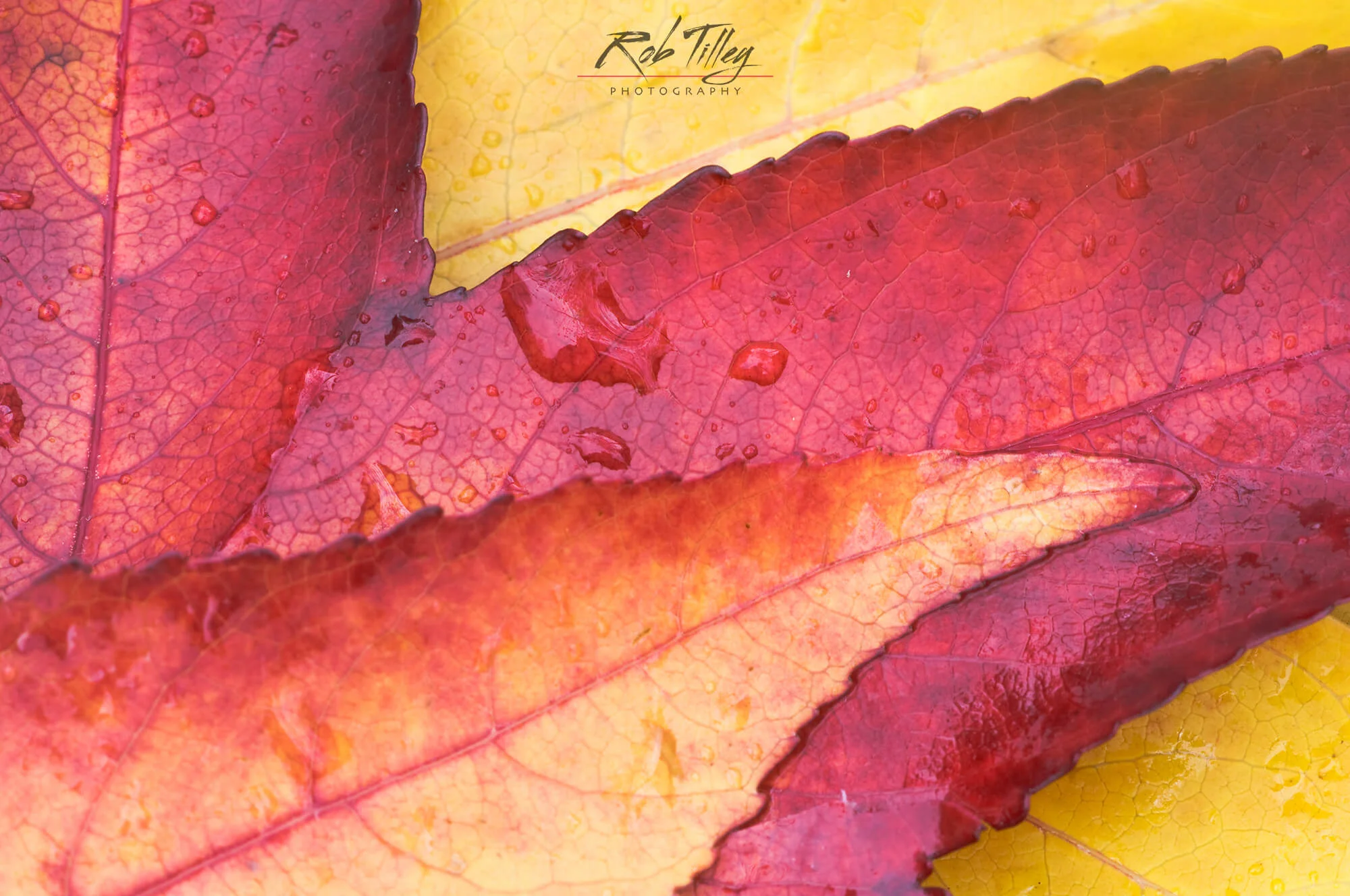 Sweet Gum Leaves