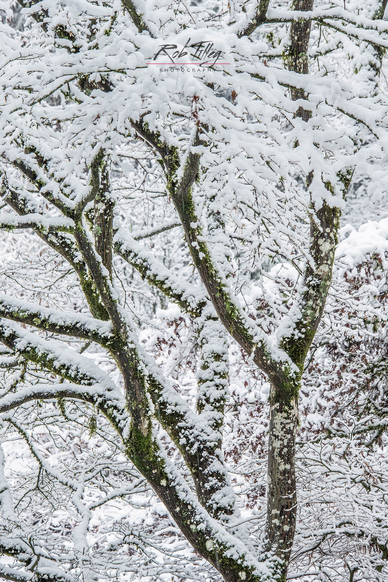 Snowy Tree I