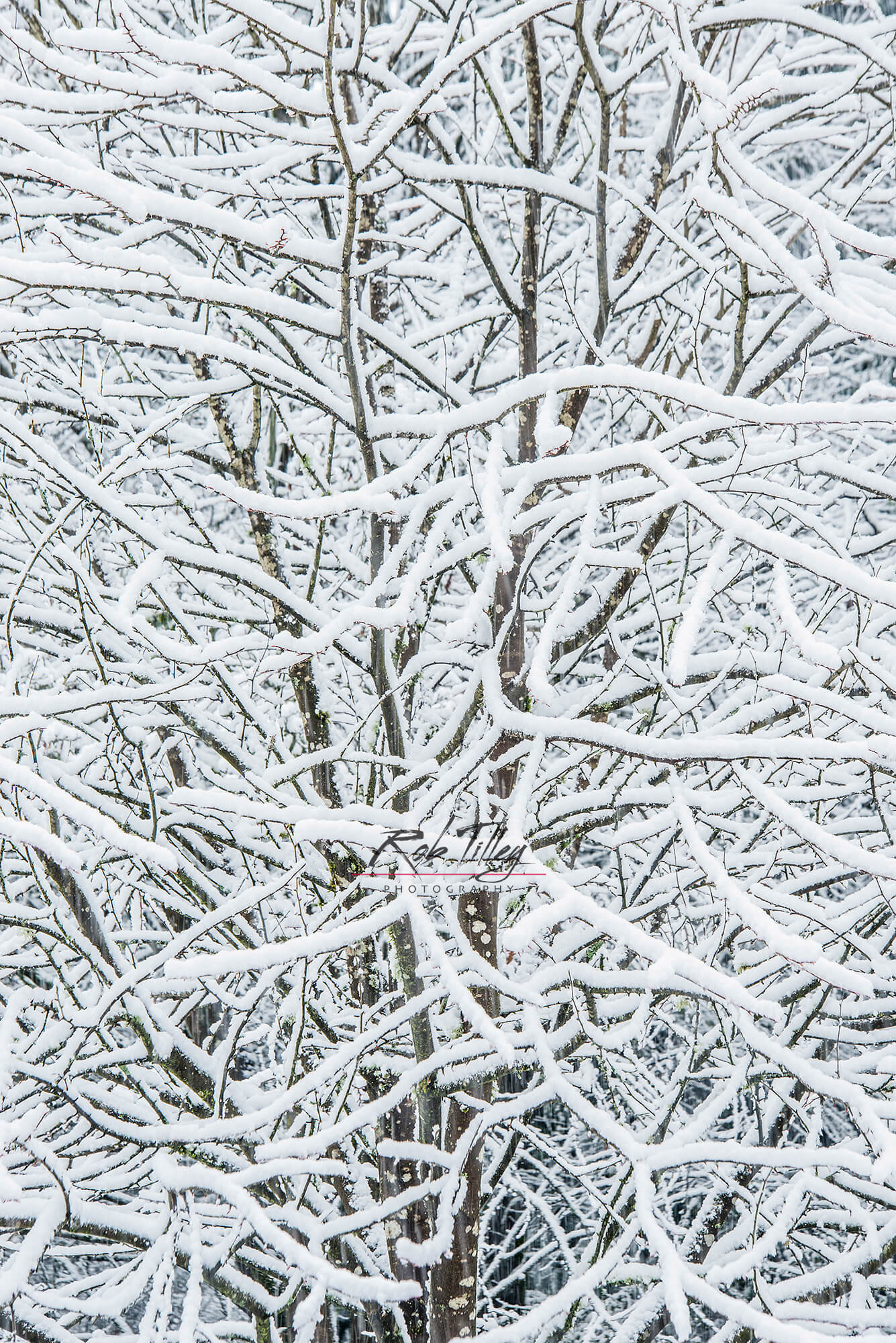 Snowy Tree II