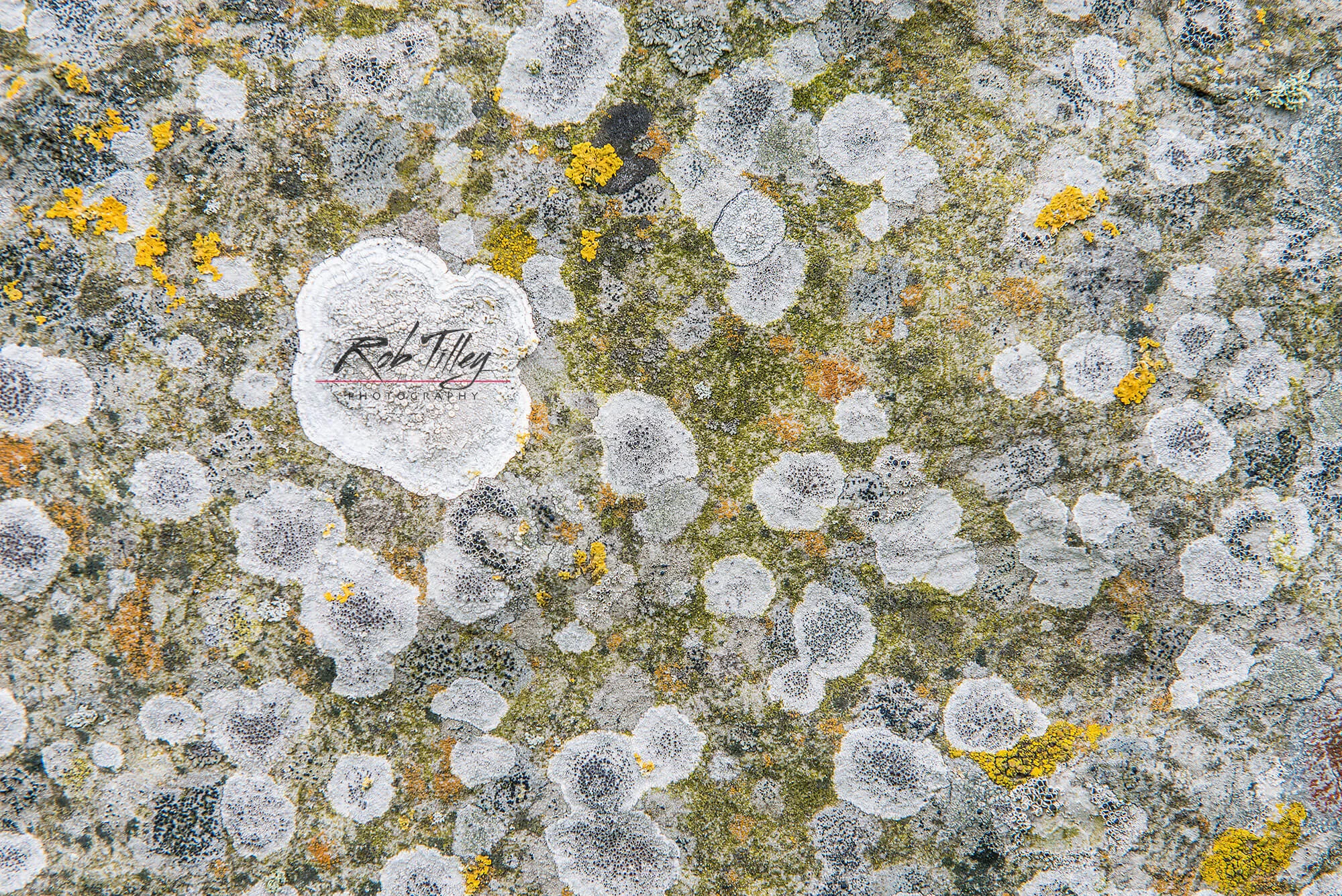 Lichen Abstract.jpg