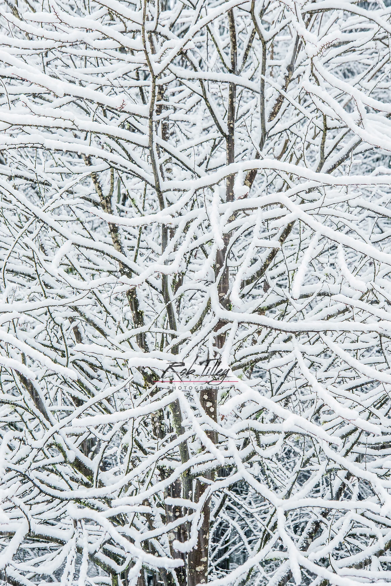 Snowy Tree II.jpg