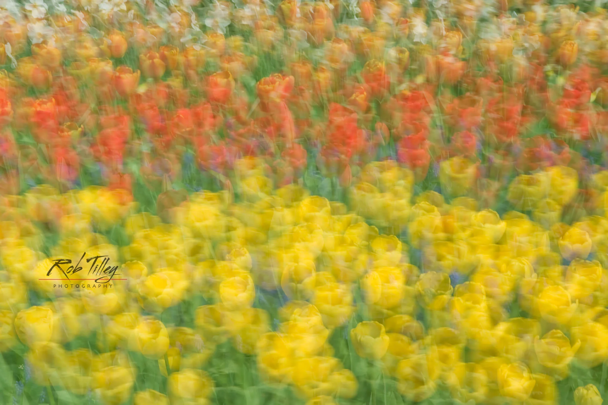 Tulip Abstract.jpg