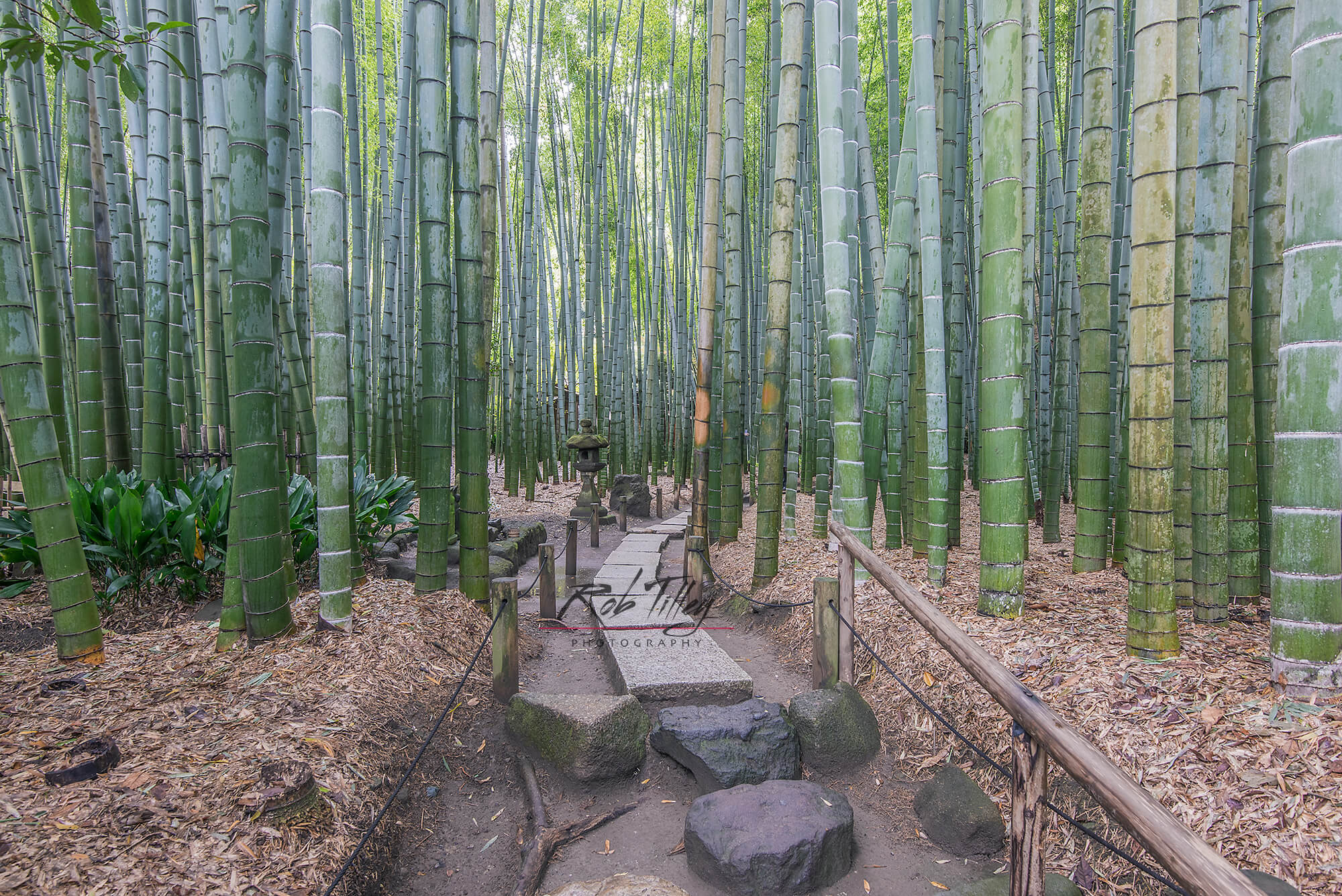 Bamboo Temple Garden I