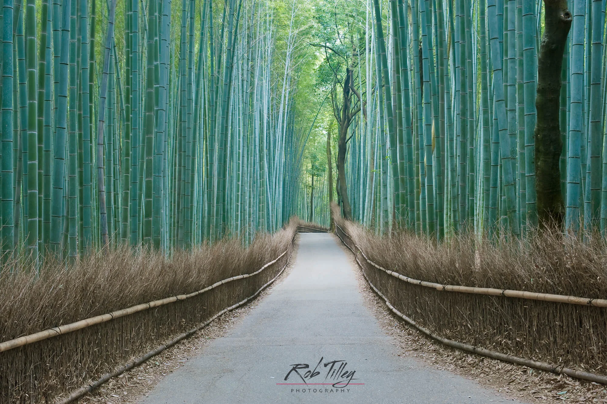 Sagano Bamboo Forest I.jpg