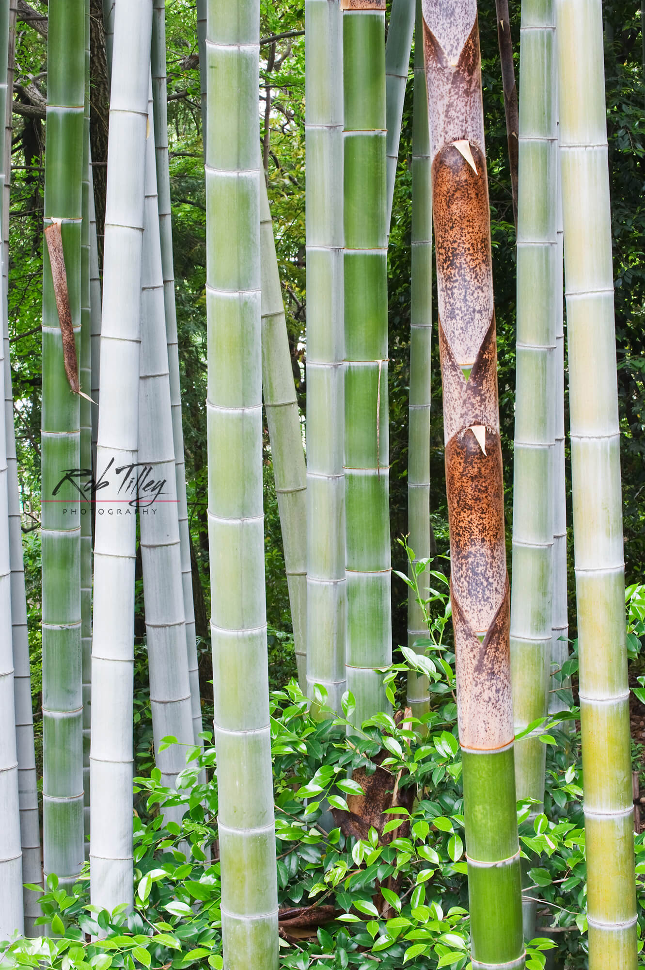 Bamboo Grove