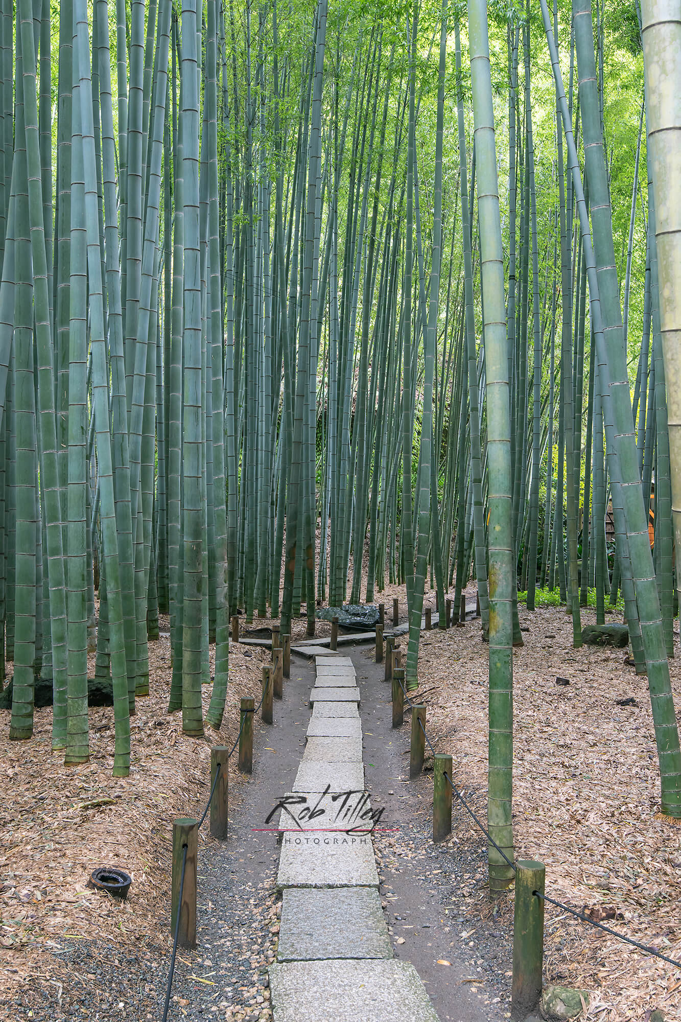 Bamboo Temple Garden II
