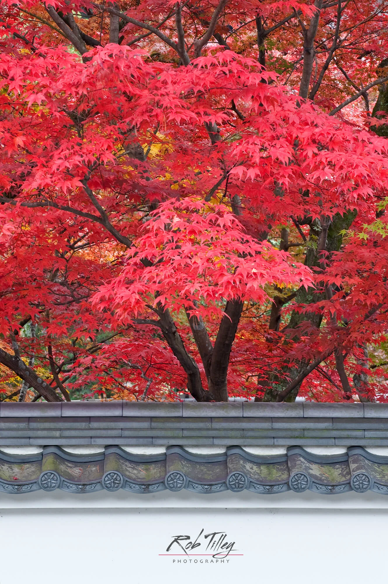 Kyoto Autumn Color II
