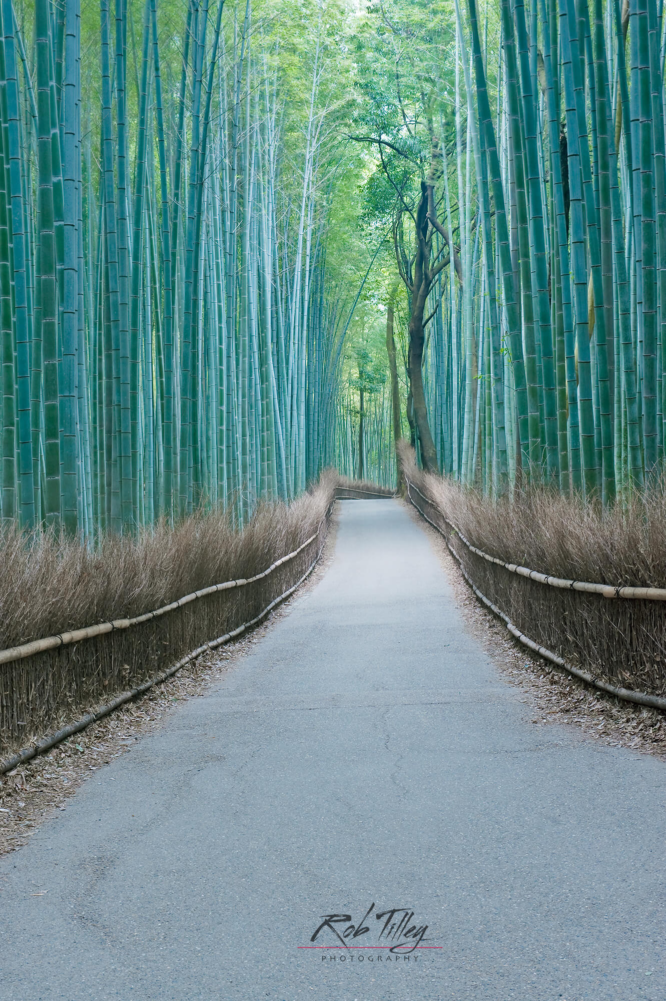 Sagano Bamboo Forest II