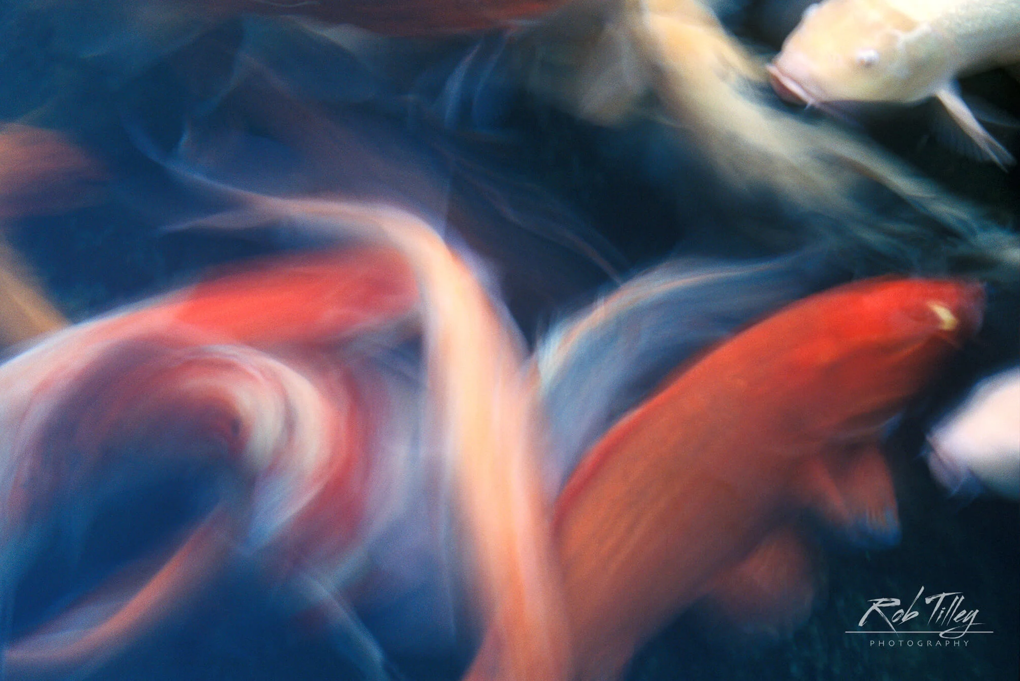 Koi