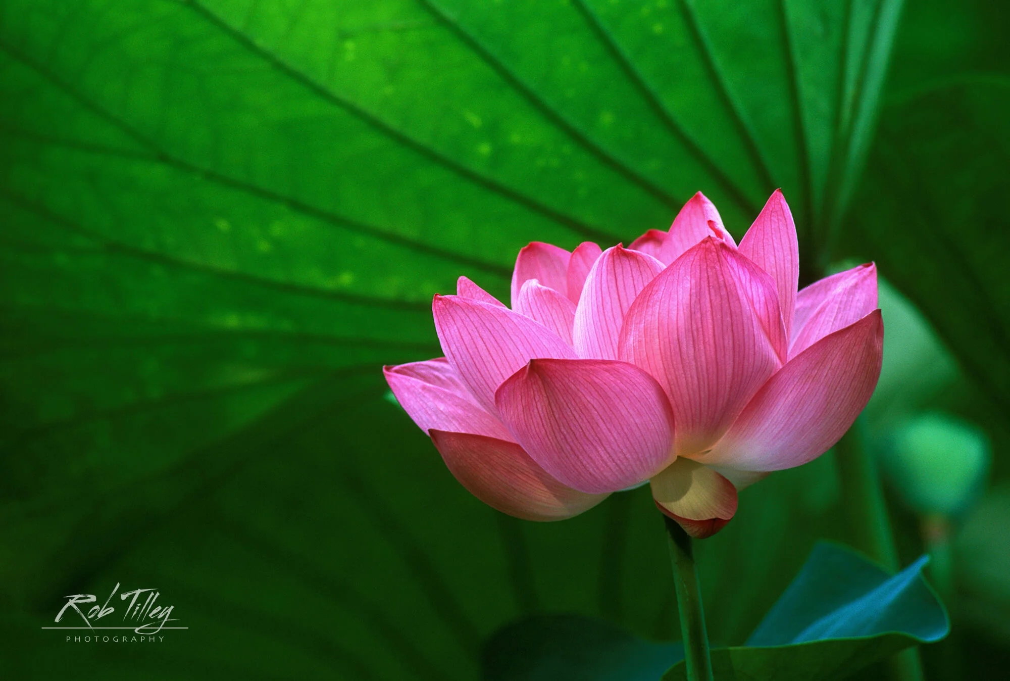 Ohga Lotus I