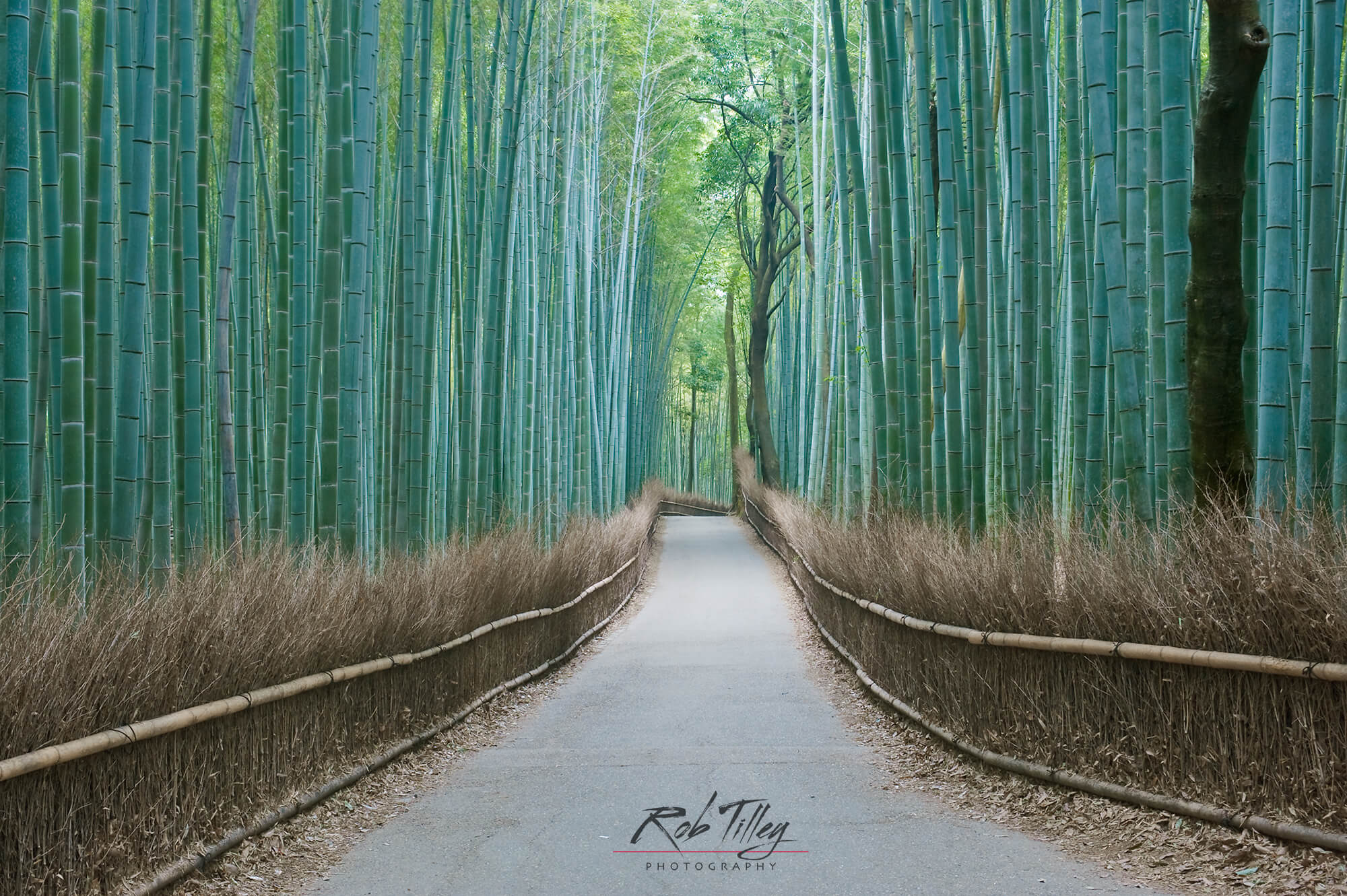 Sagano Bamboo Forest I