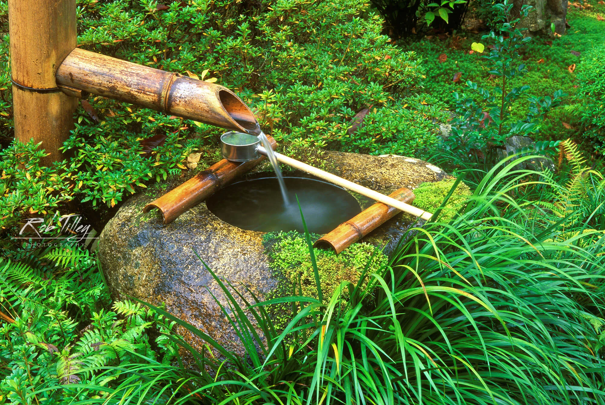 Tea Ceremony Spring