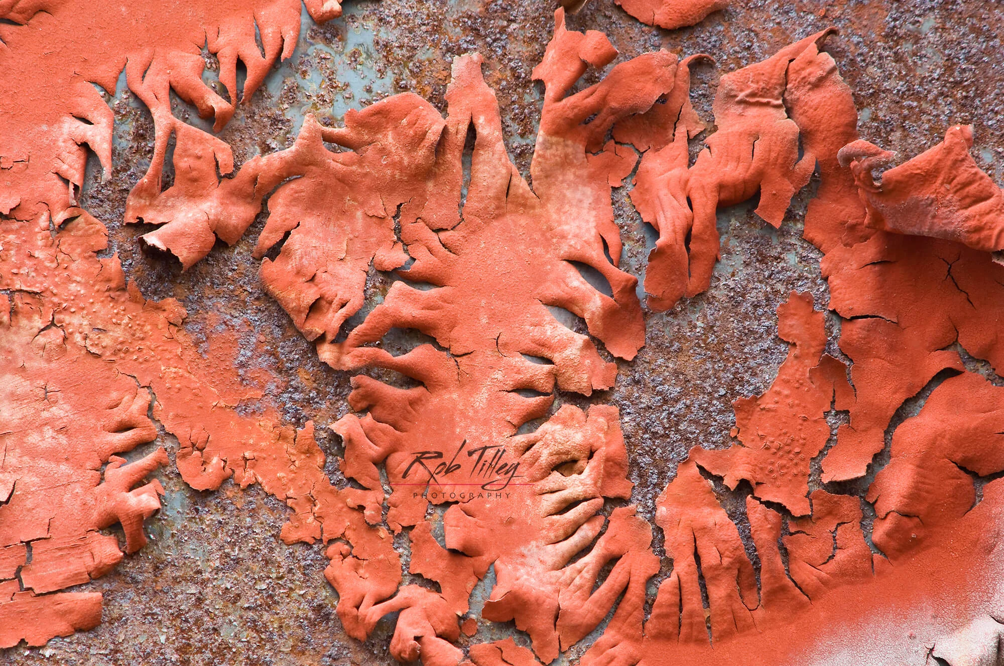 Peeling Paint I.jpg