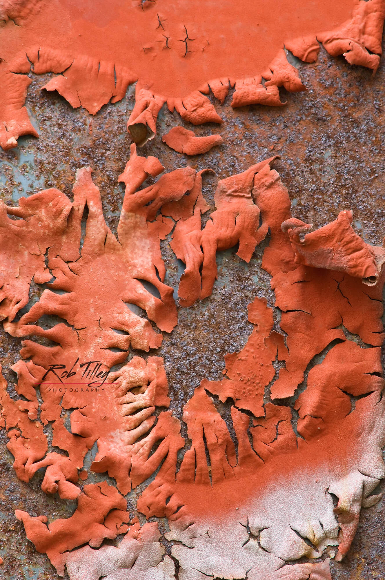 Peeling Paint II