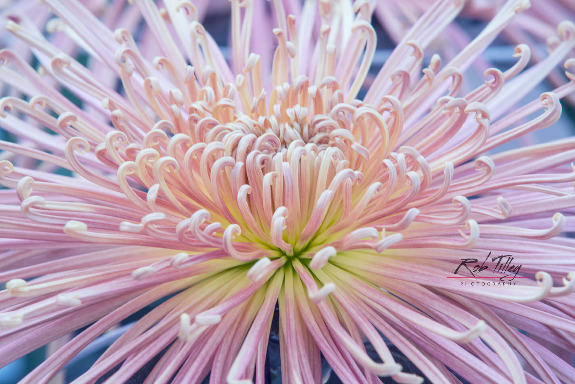 Chrysanthemum II