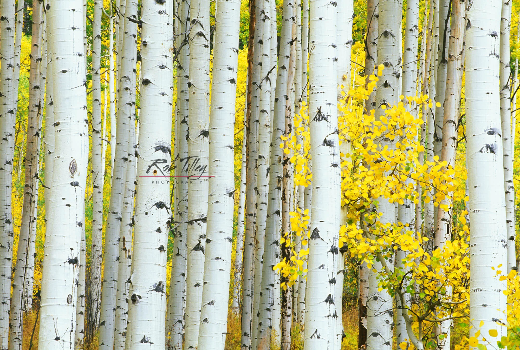 Aspen Trunks I