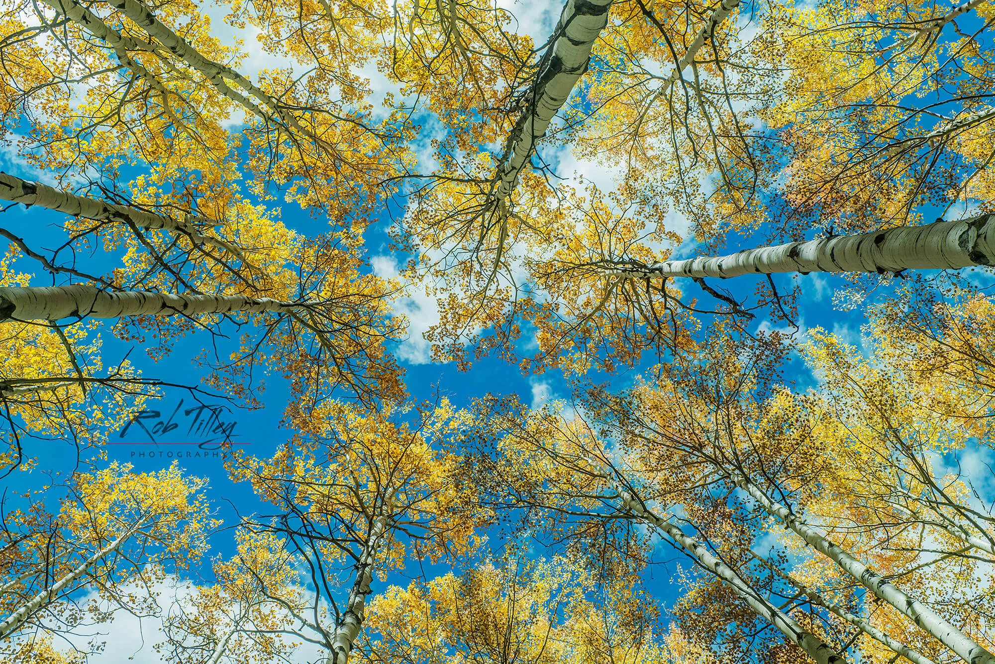 Looking UP
