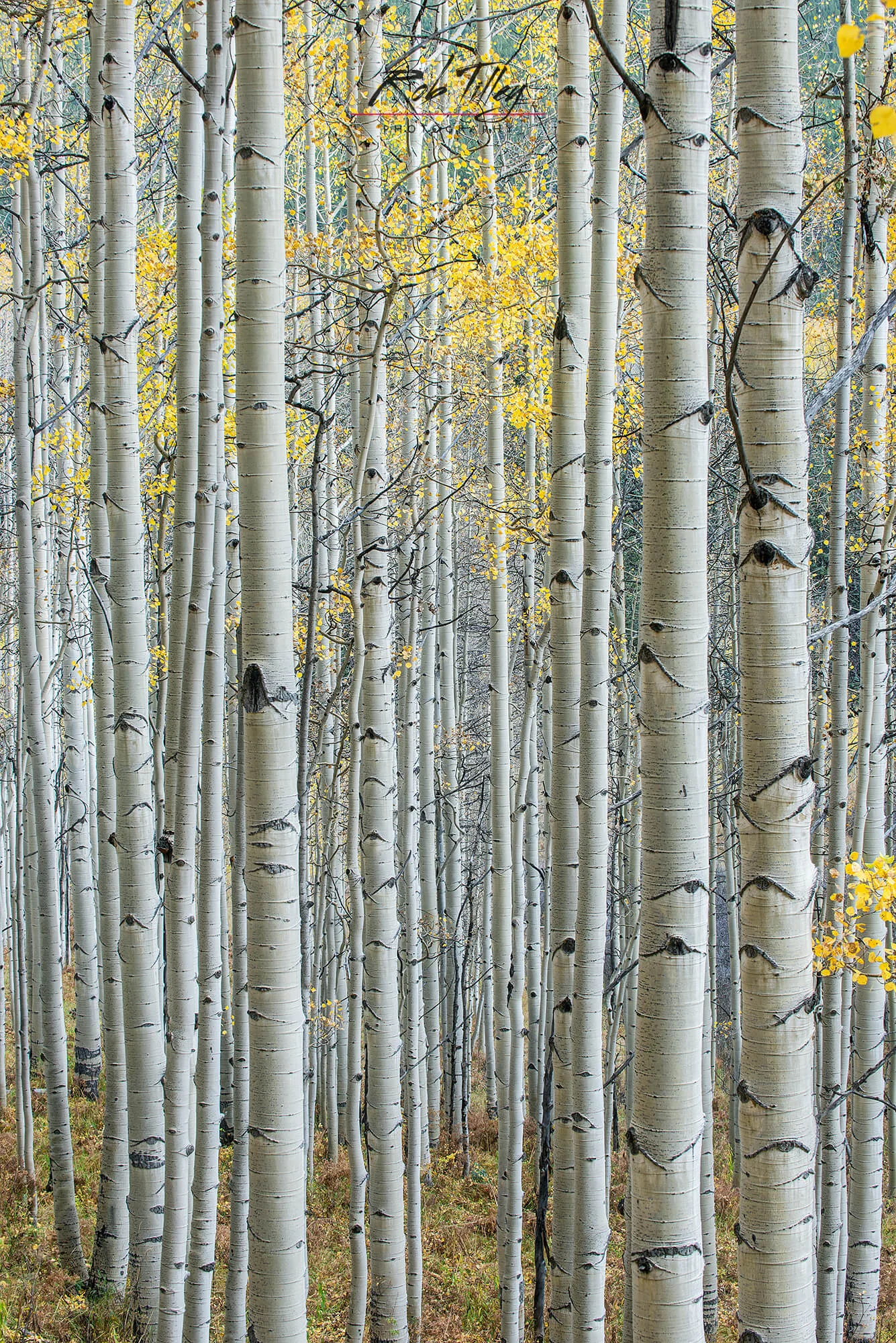 Aspen Trunks V