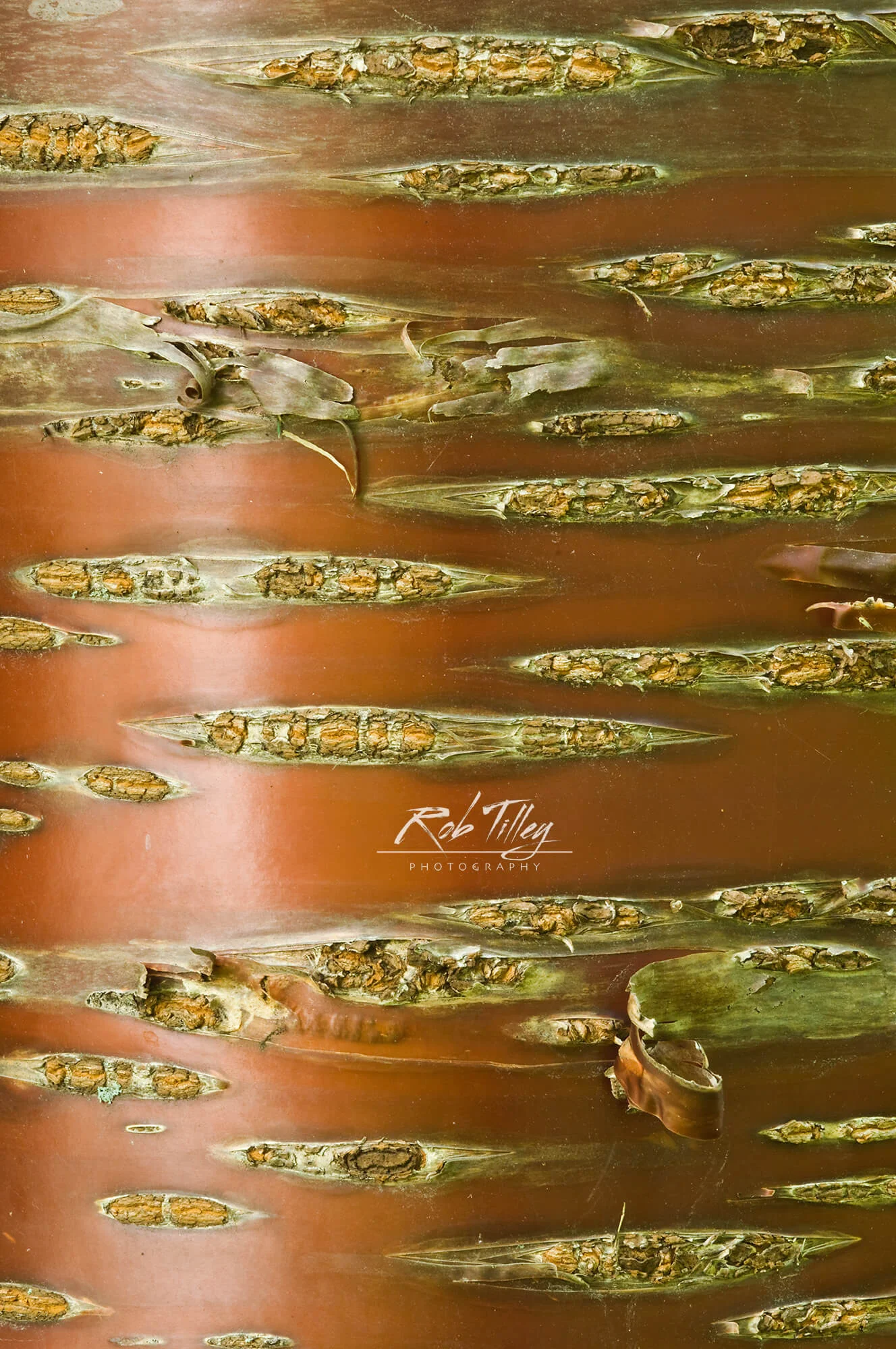 Birch Bark Cherry Trunk