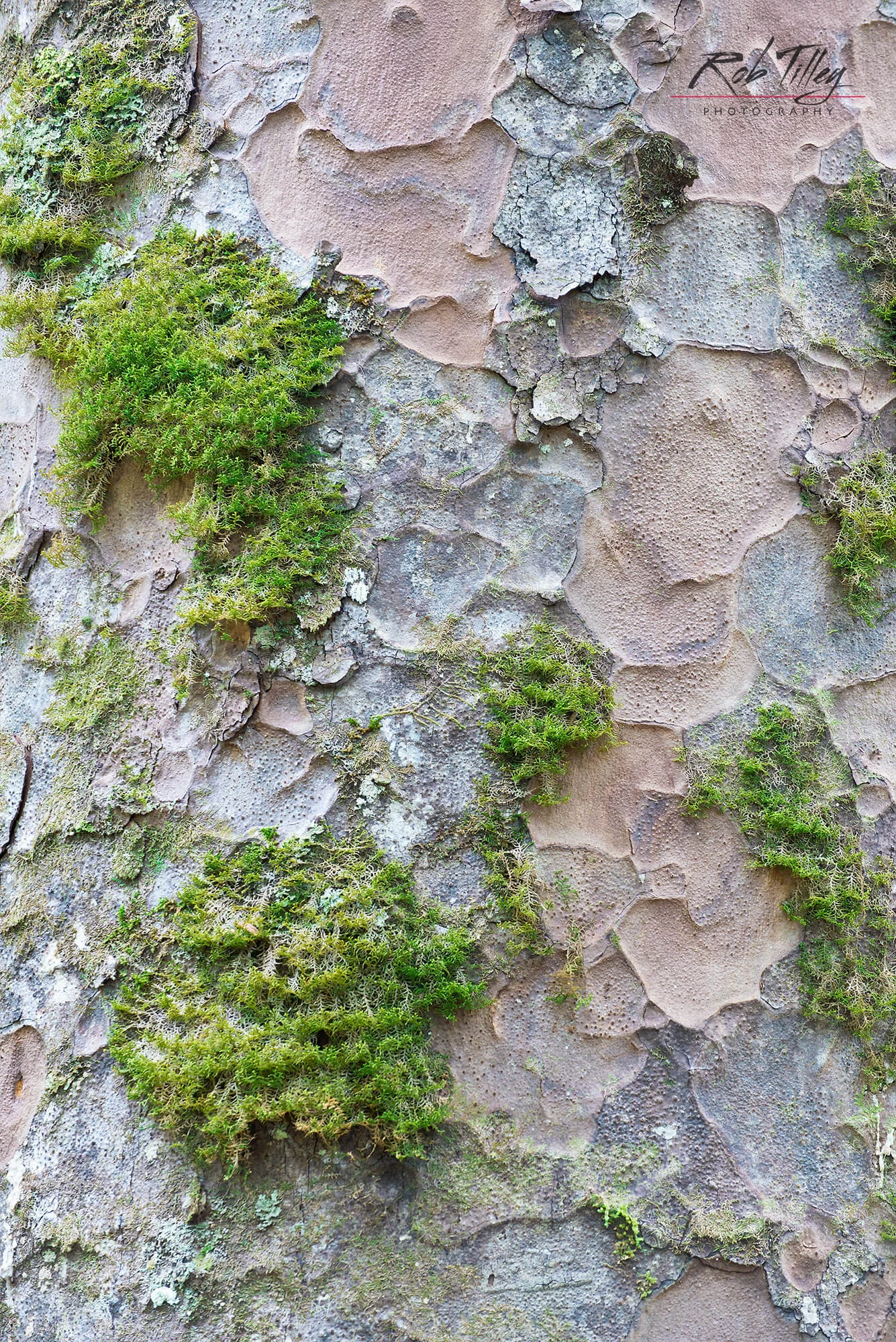 Kauri Trunk & Moss