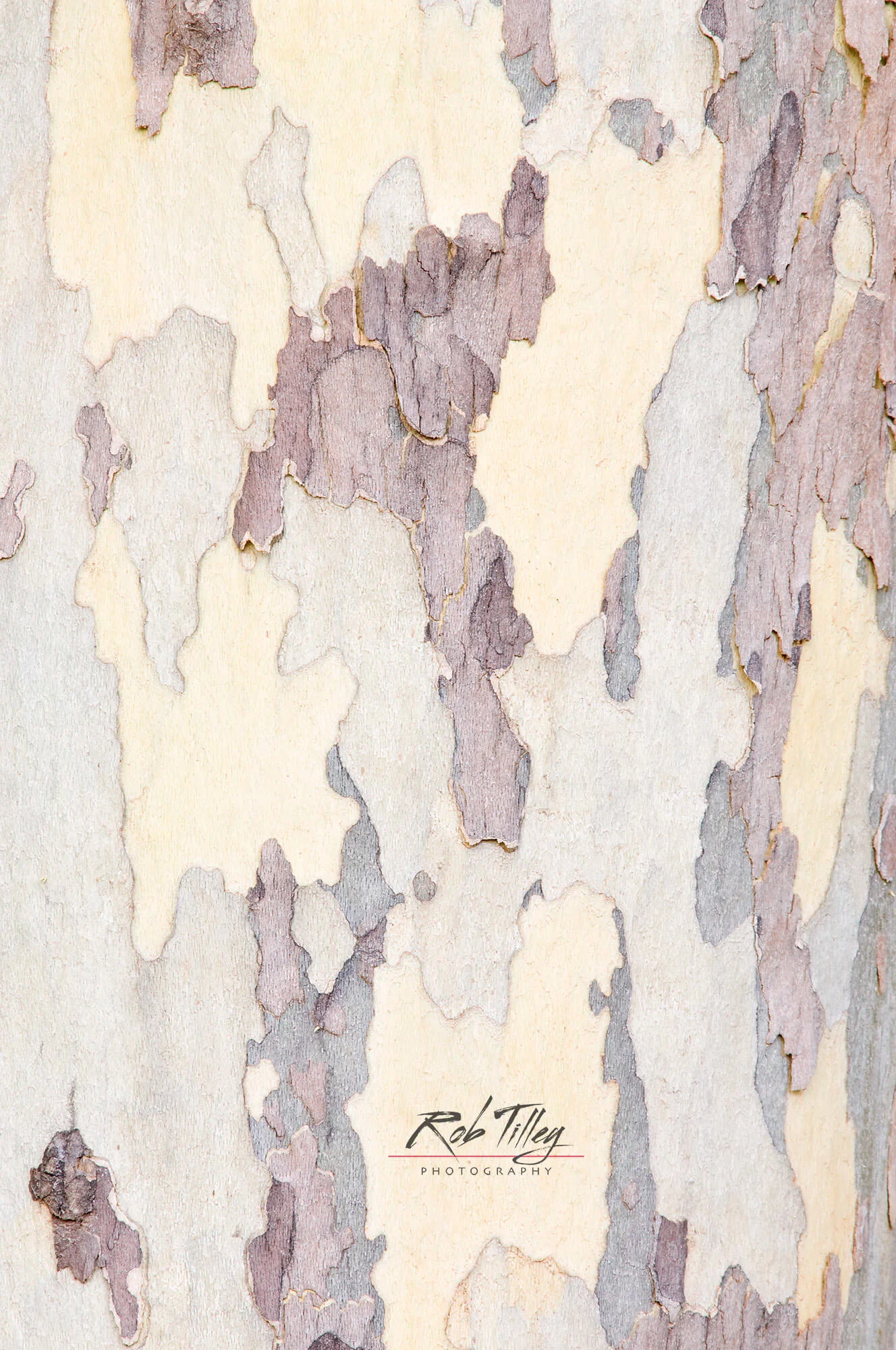 Arizona Sycamore Trunk