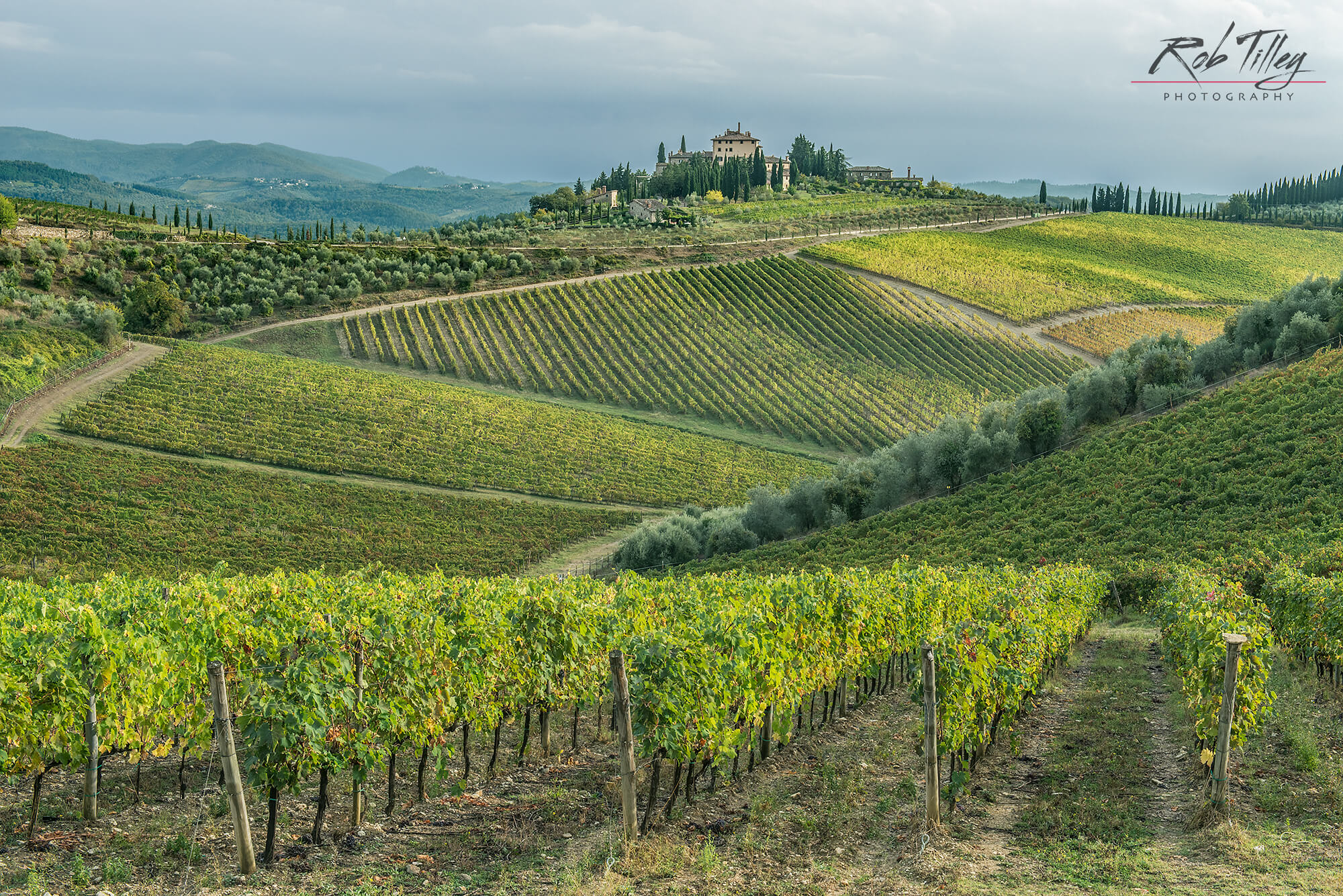 Chianti Vineyard I