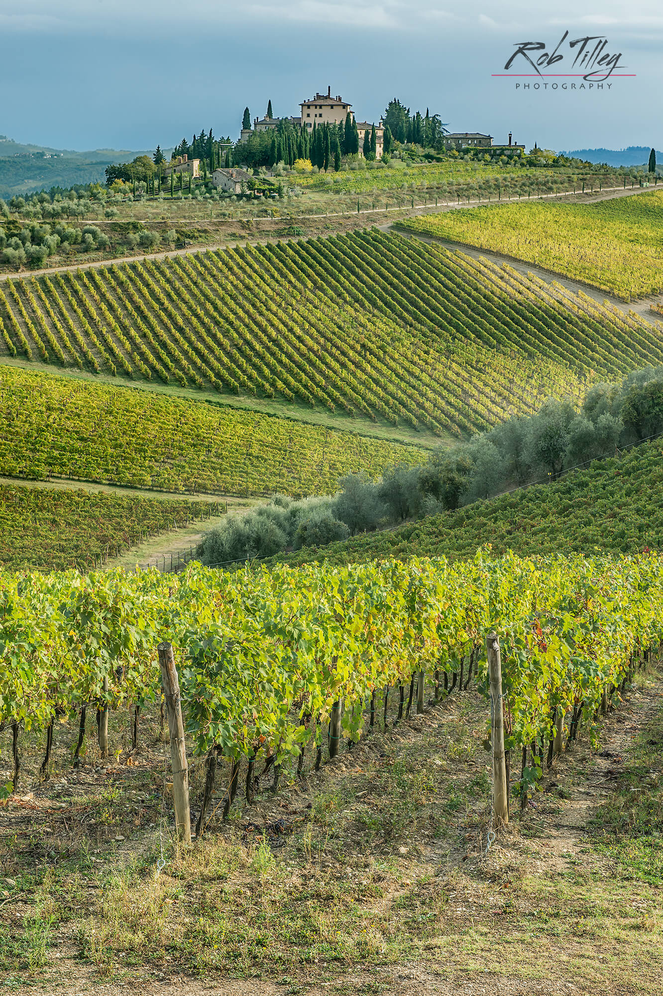 Chianti Vineyard II