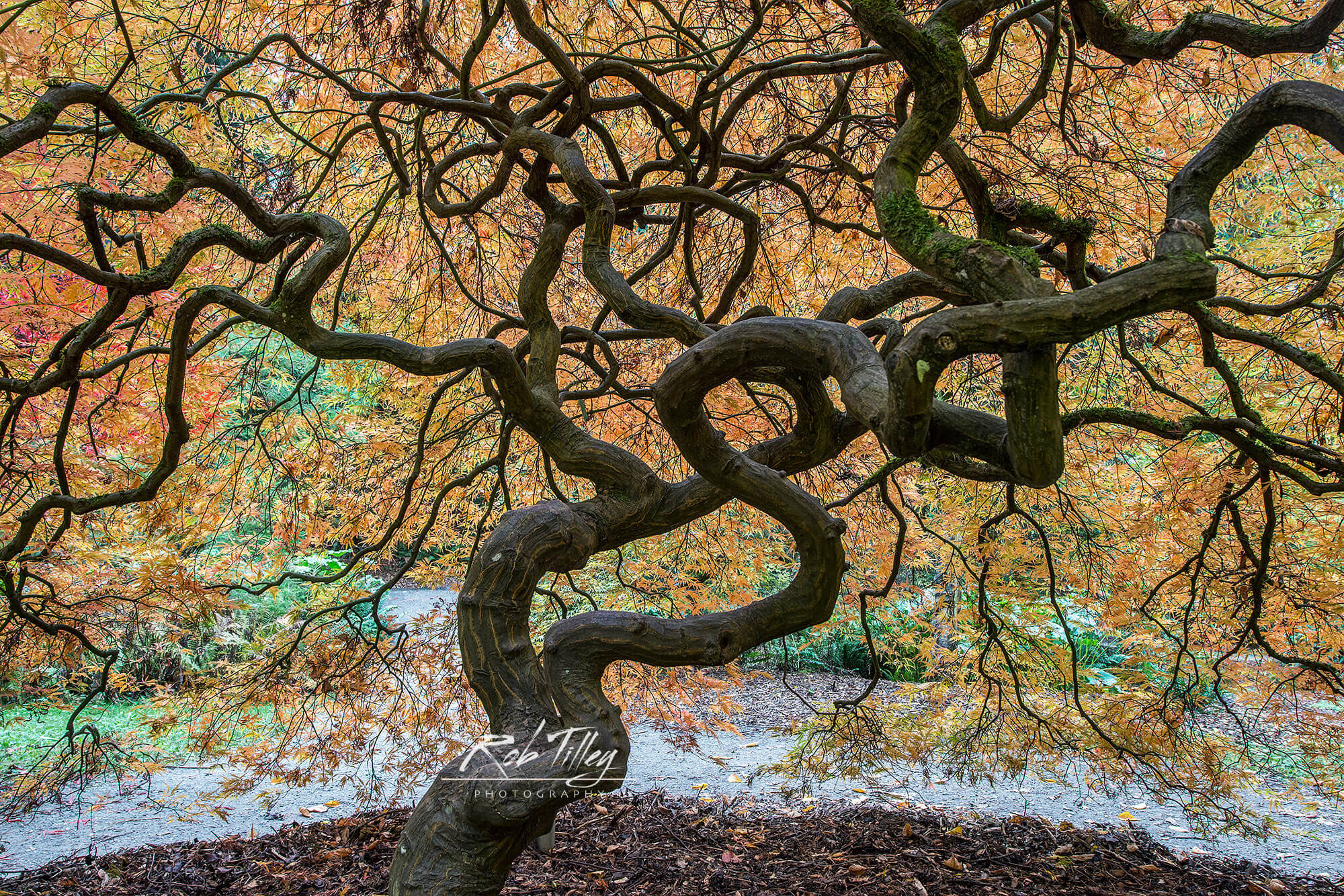Dancing Tree